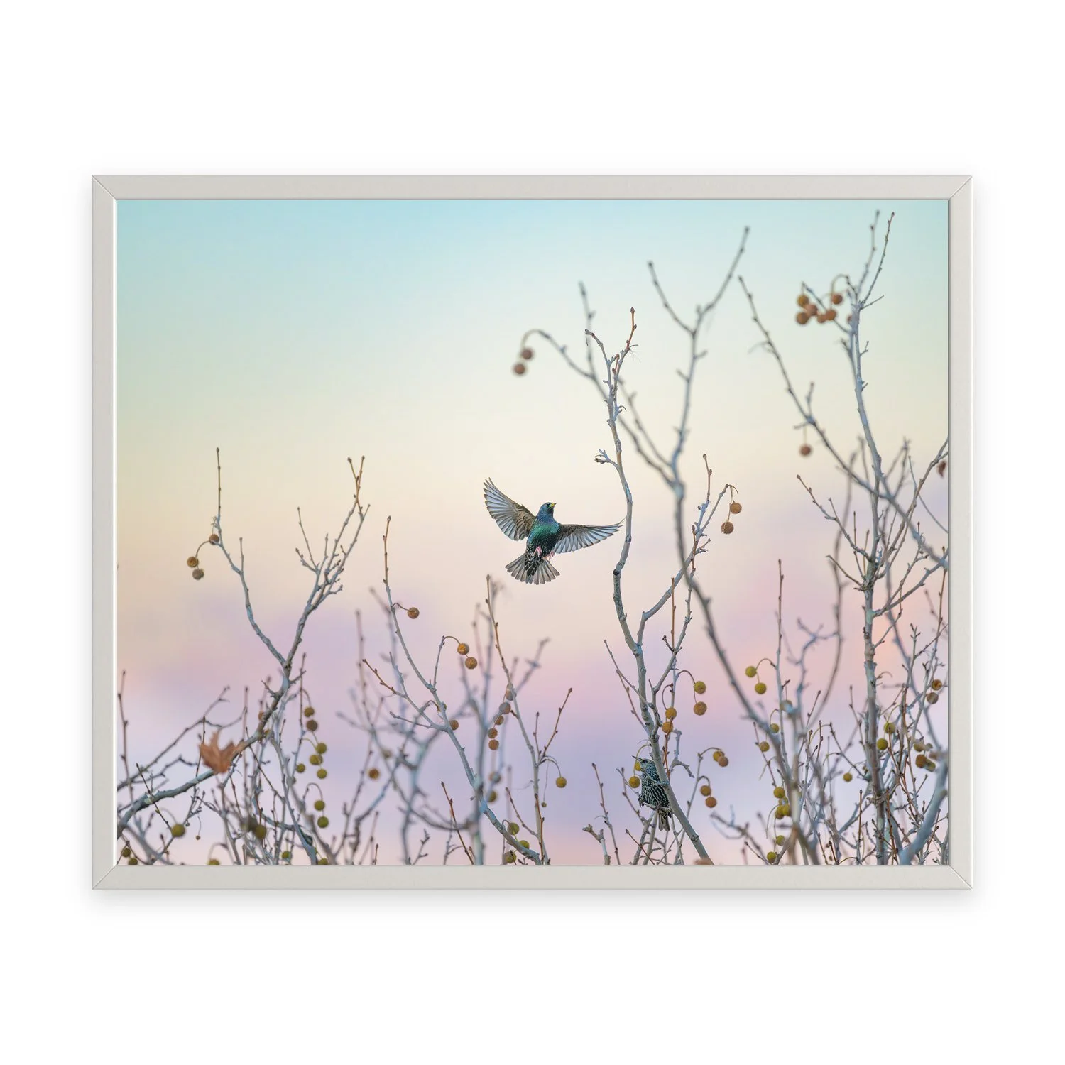 Weekend “Common Starling” by Gianluca Carretta shown framed, a signed limited-edition fine art photography print from IRID Gallery