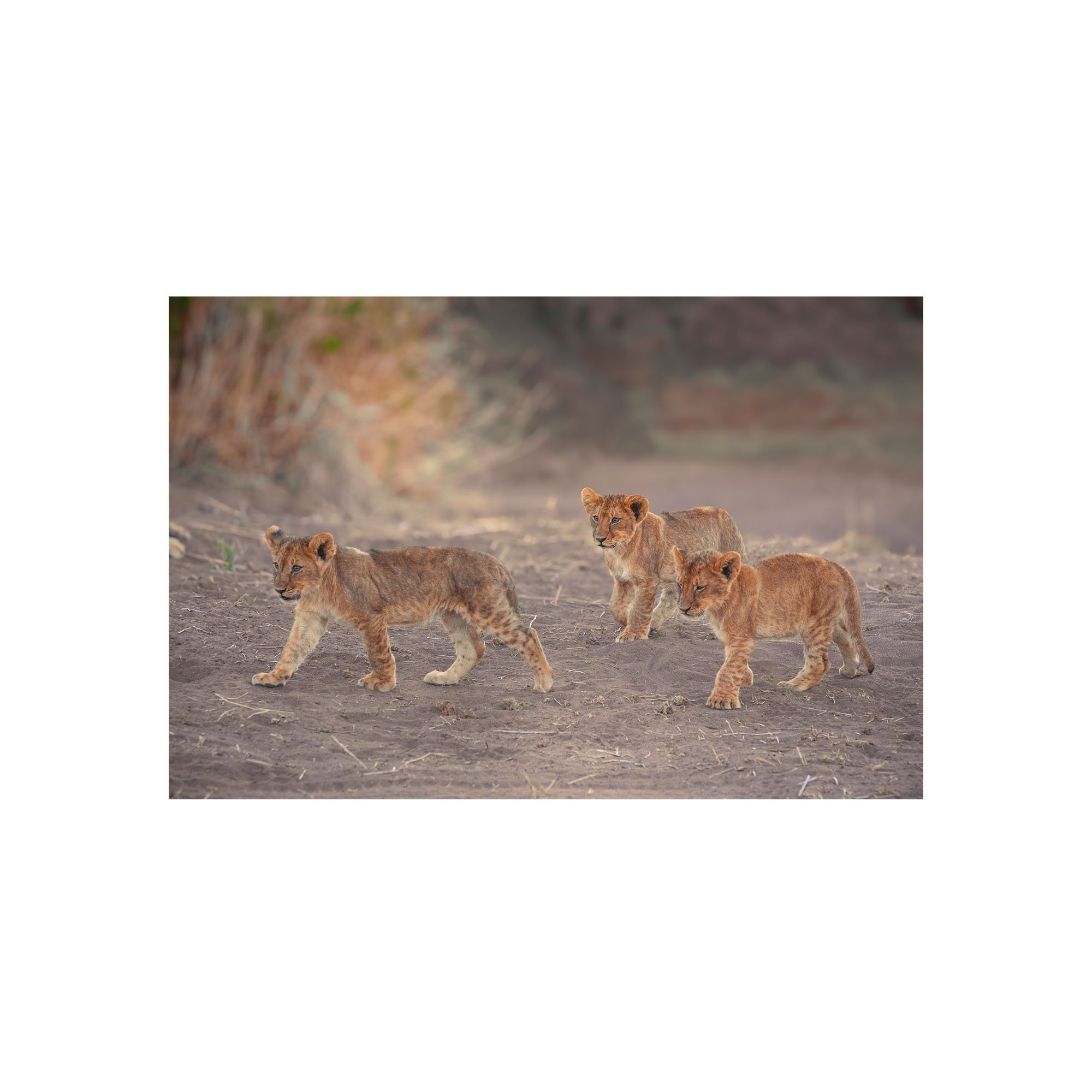 Young Explorers by John Wiseman, a signed limited-edition fine art photography print from IRID Gallery