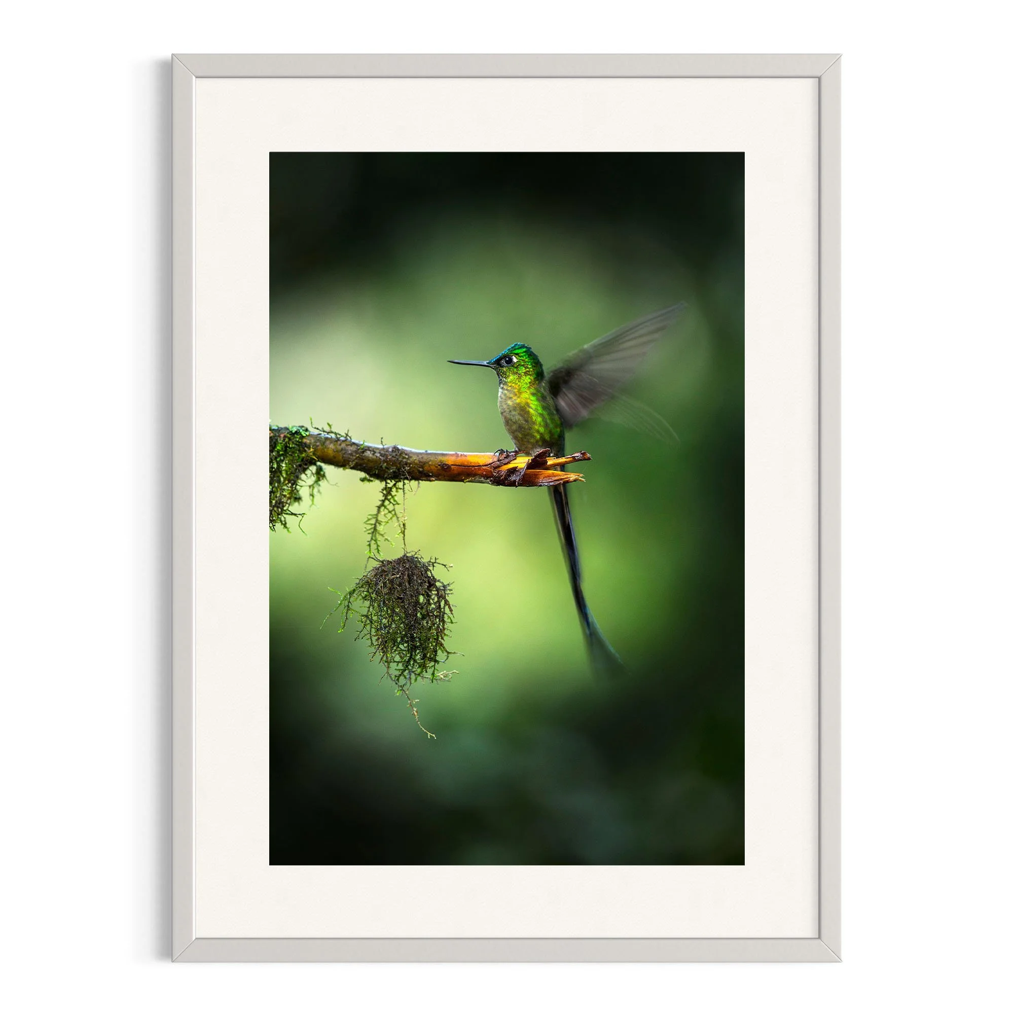 Whispers of the Forest by John Wiseman shown in a white frame, a signed limited-edition fine art photography print from IRID Gallery