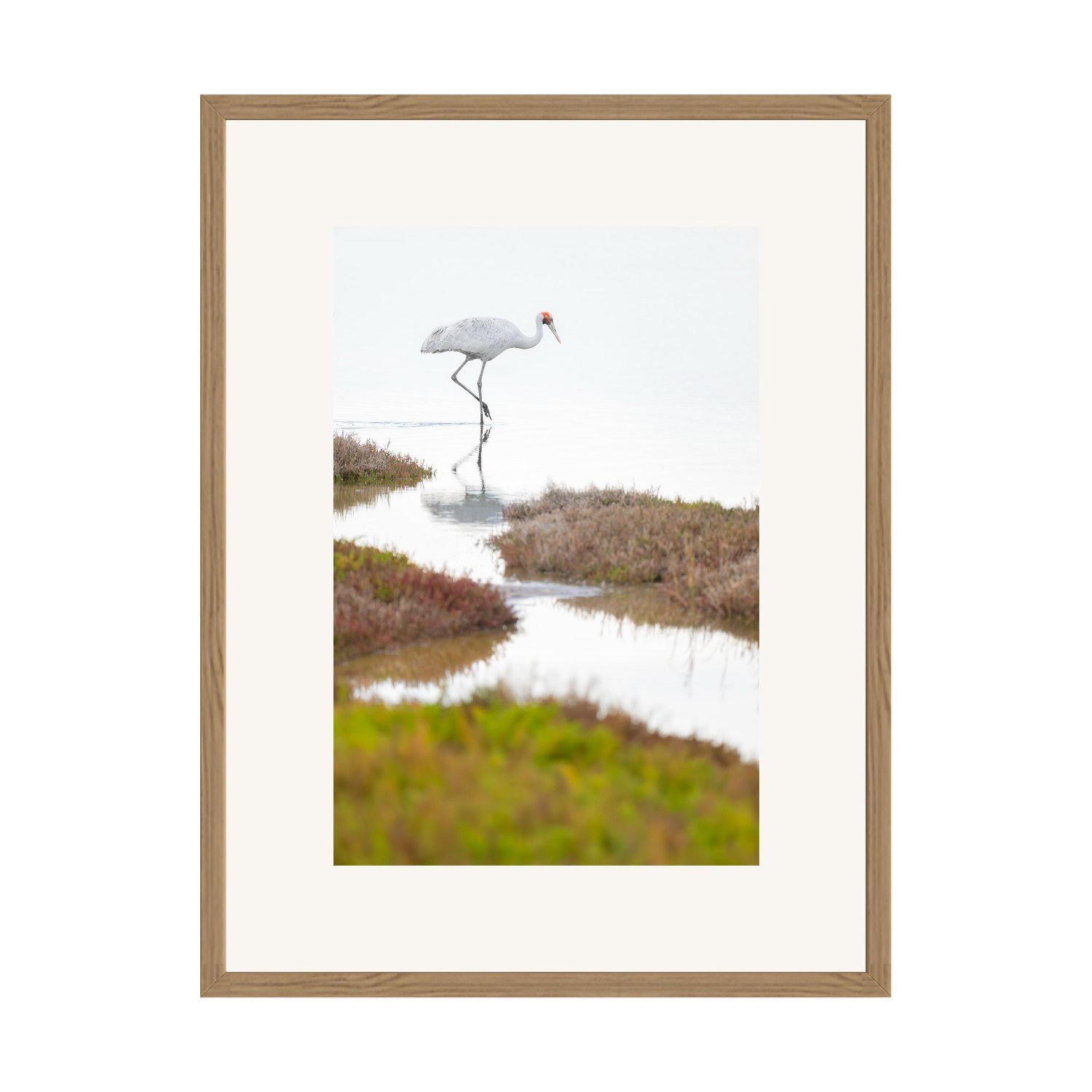 Solitude "Brolga" by Gianluca Carretta shown framed, a signed limited-edition fine art photography print from IRID Gallery