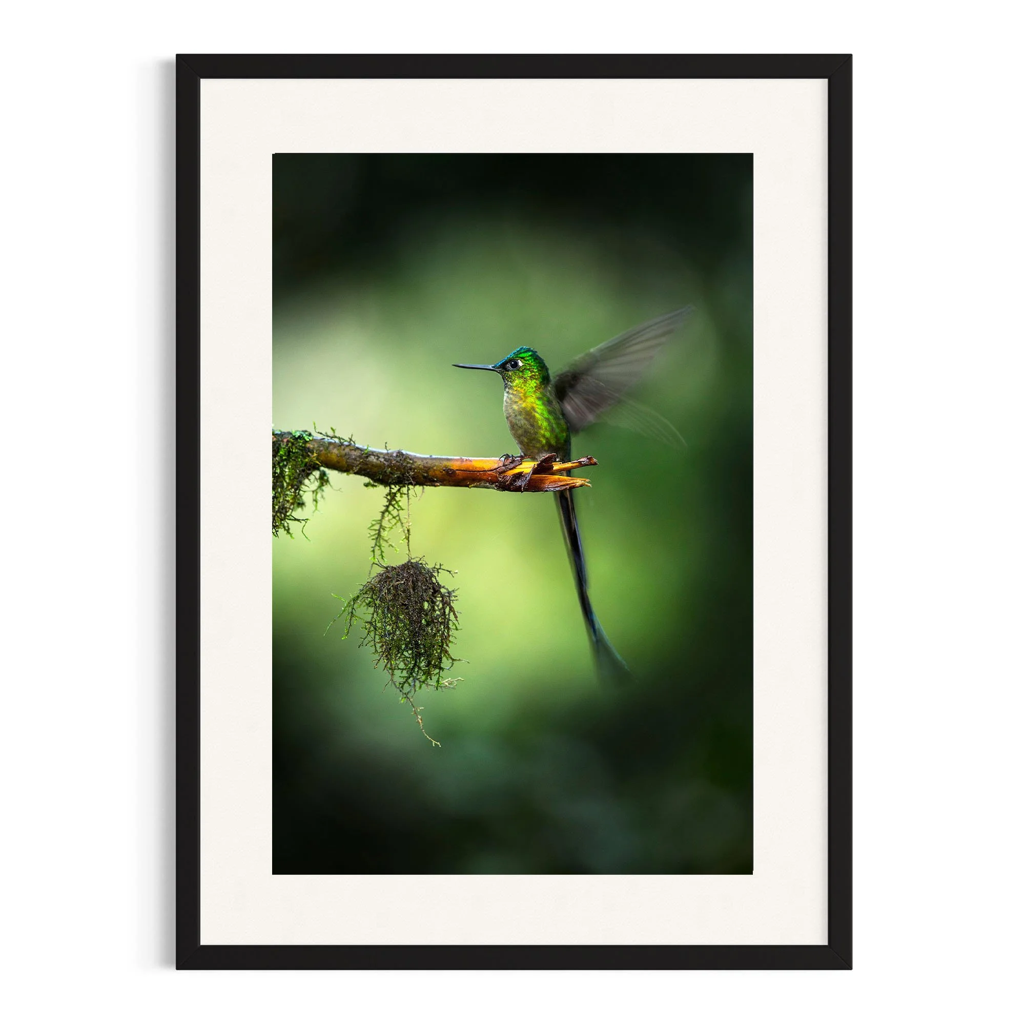 Whispers of the Forest by John Wiseman shown in a black frame, a signed limited-edition fine art photography print from IRID Gallery