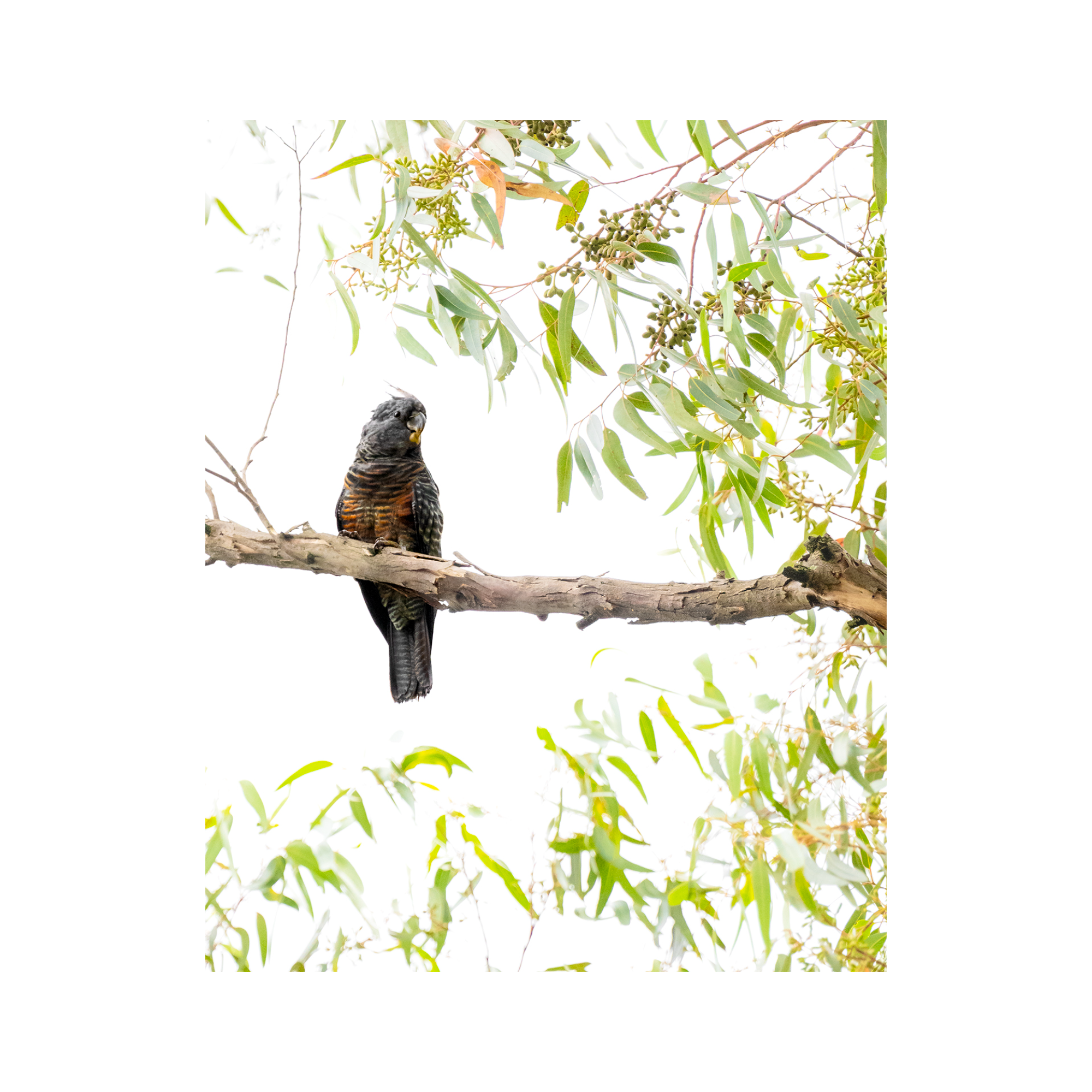 Resting in the Canopy “Gang Gang Cockatoo” by Gianluca Carretta, a signed limited-edition fine art photography print from IRID Gallery