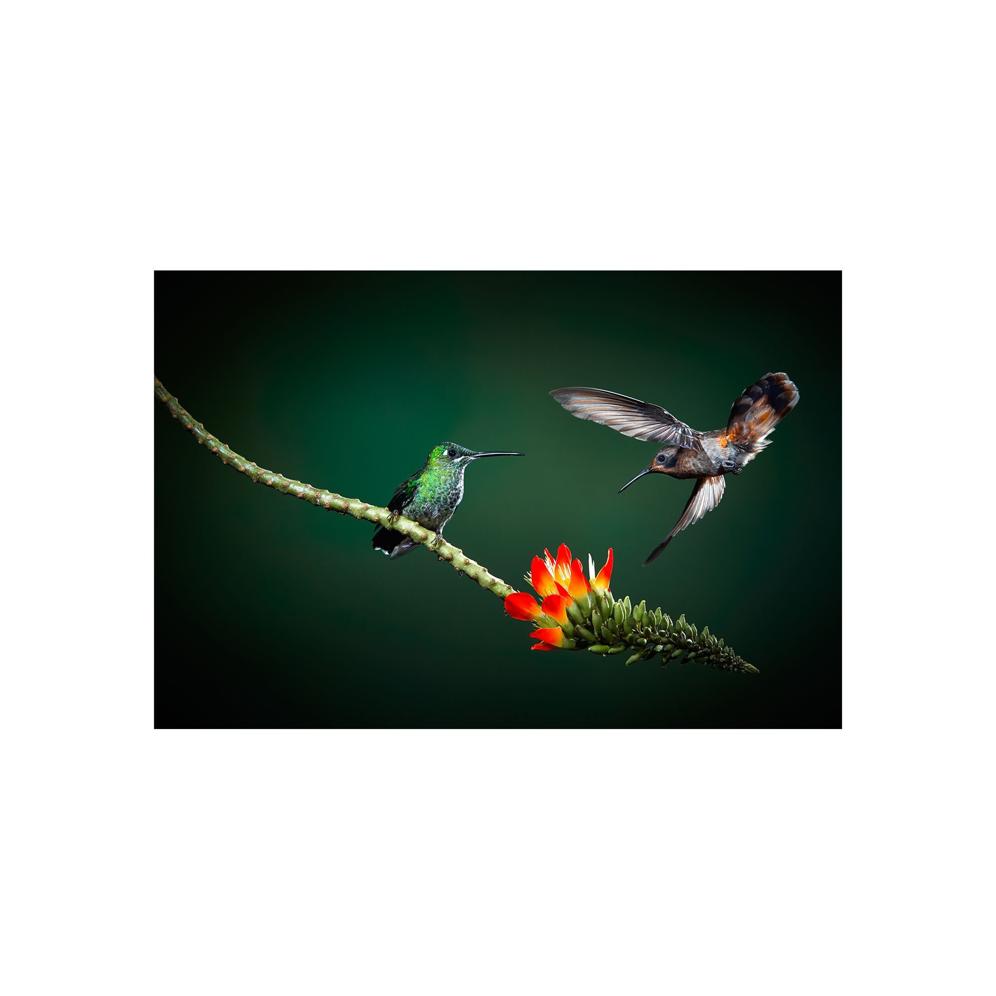 Tiny Dancers by John Wiseman, a signed limited-edition fine art photography print from IRID Gallery