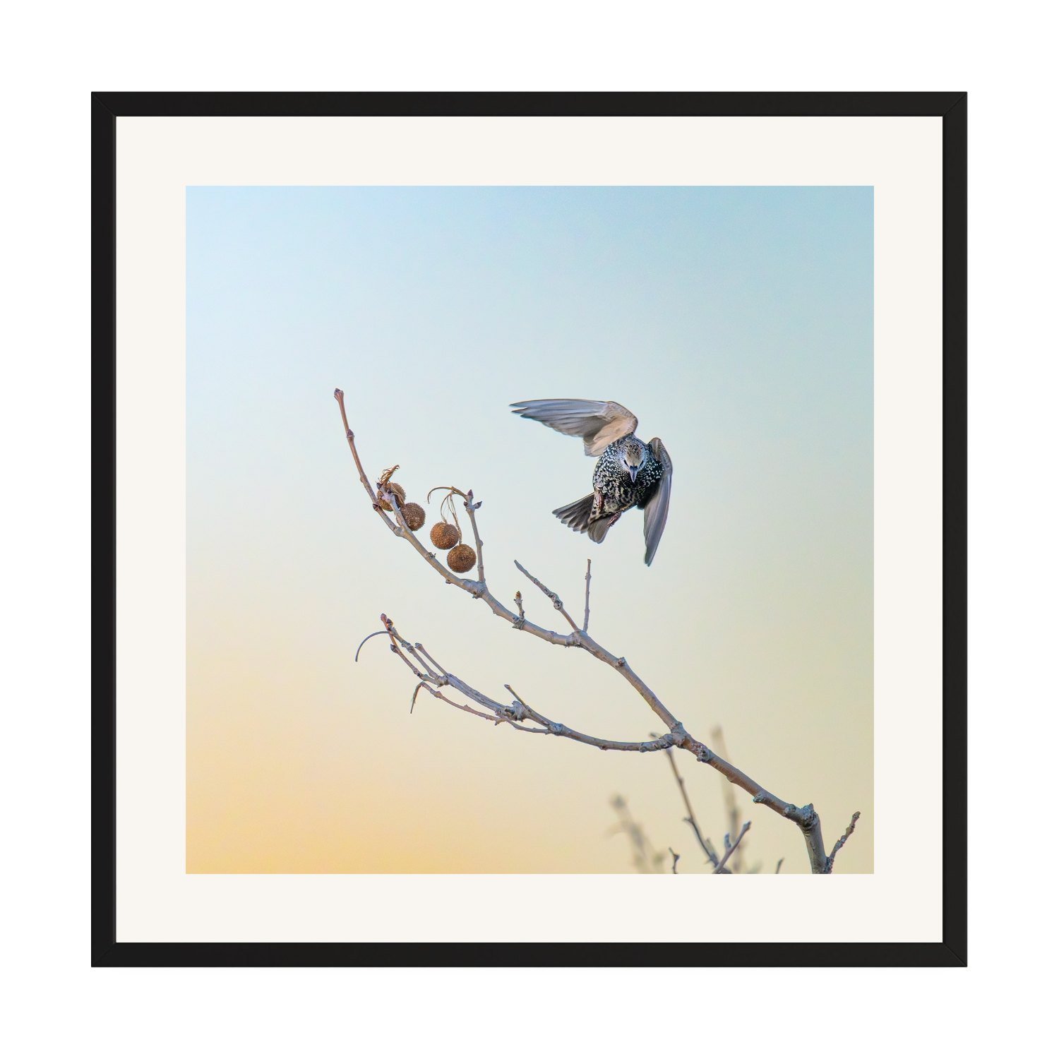 After Work 2 "Common Starlings" by Gianluca Carretta shown framed, a signed limited-edition fine art photography print from IRID Gallery