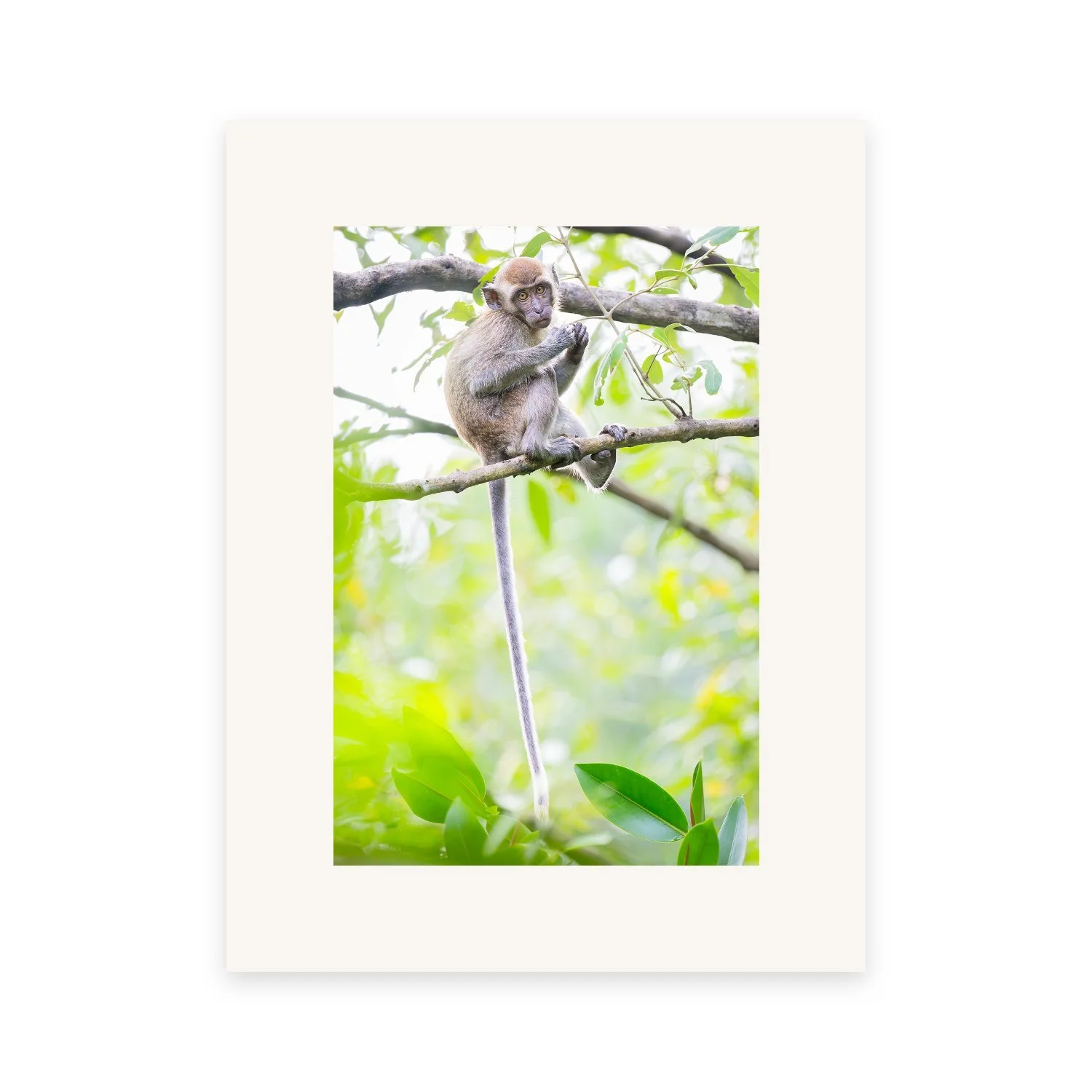 Would You Like To Play With Me? "Long Tail Macaque" by Gianluca Carretta, a signed limited-edition fine art photography print from IRID Gallery