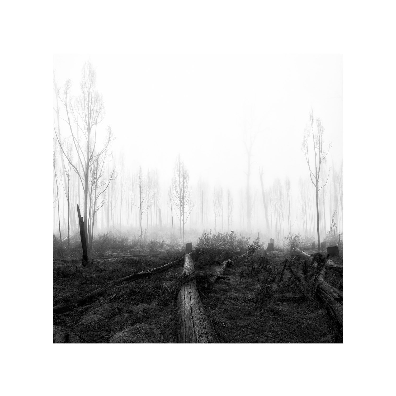 Forest of Ghosts by Dani Watson, a signed limited-edition fine art photography print from IRID Gallery