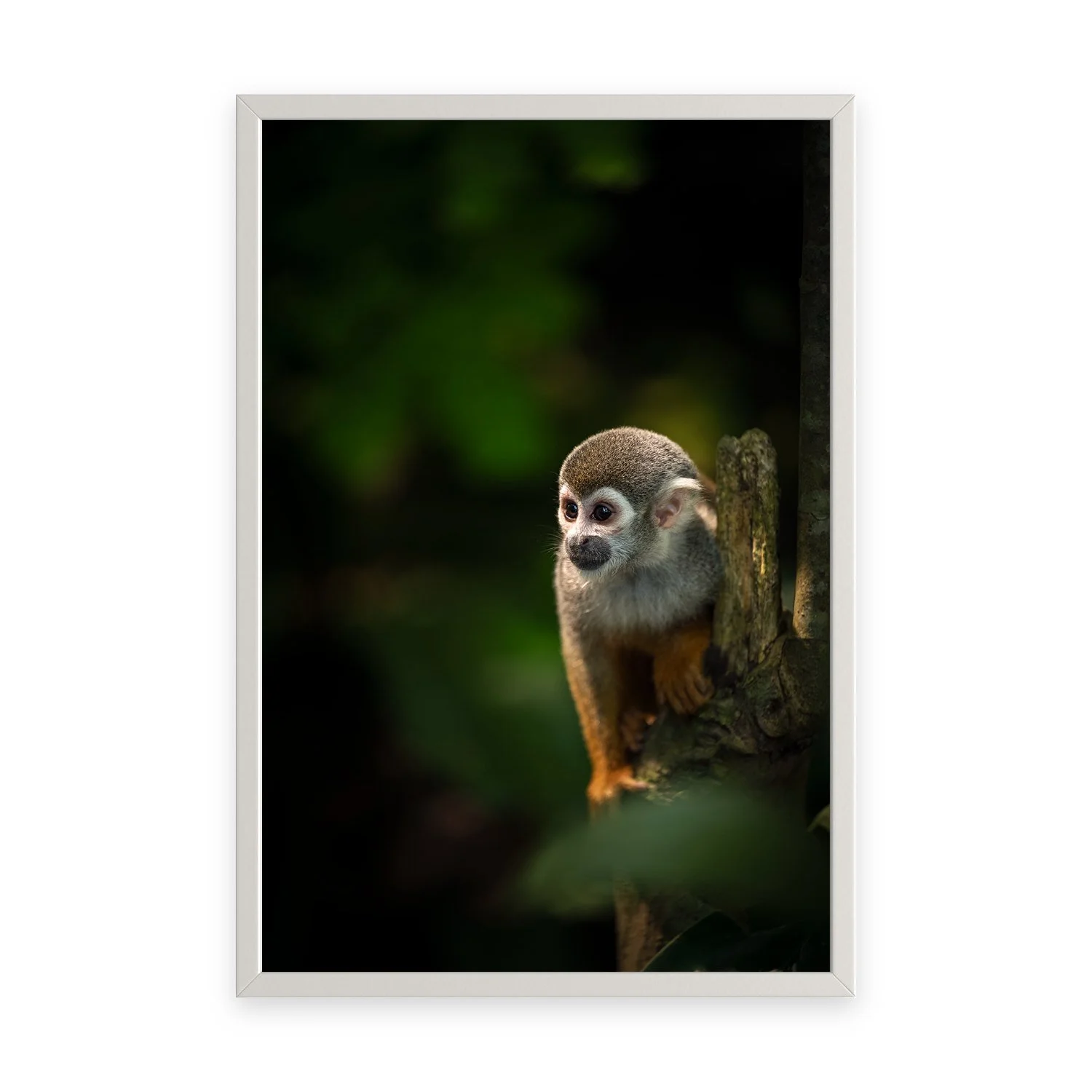 Curiosity ‘Squirrel Monkey’ by Gianluca Carretta — a signed limited-edition fine art wildlife photography print from IRID Gallery, shown in a white frame.