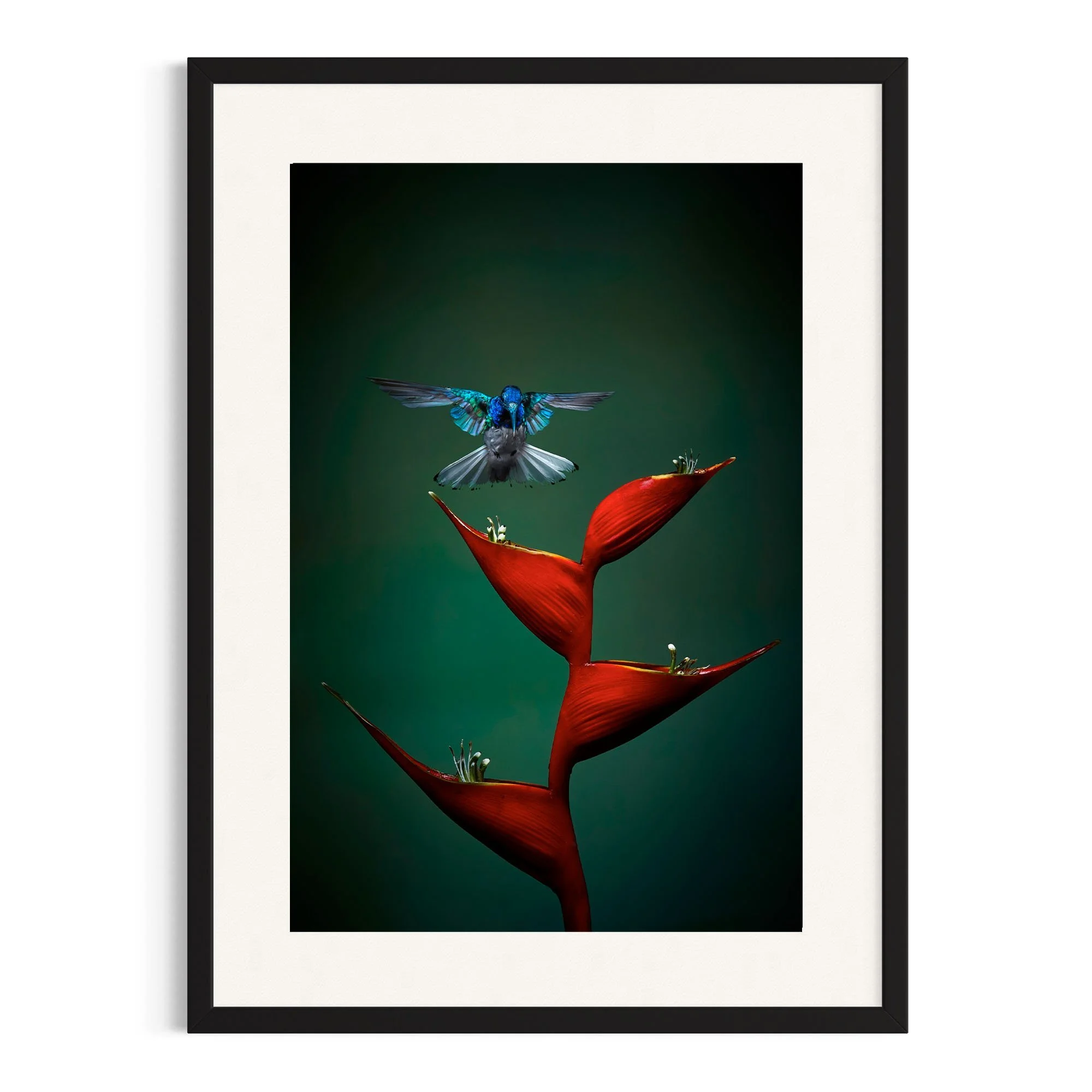 Flight Perfection by John Wiseman shown in a black frame, a signed limited-edition fine art photography print from IRID Gallery