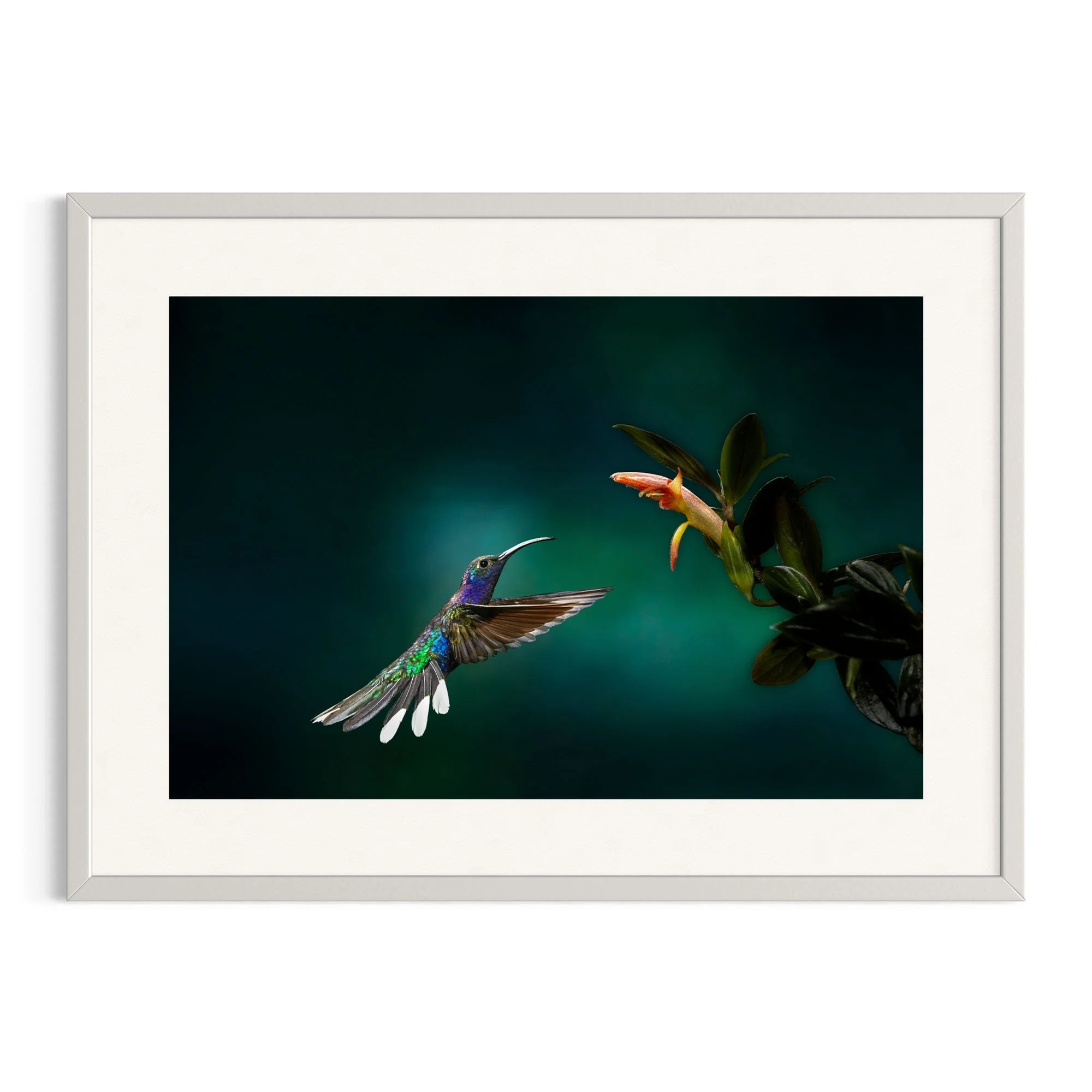 Flight of the Sabre by John Wiseman shown in a white frame, a signed limited-edition fine art photography print from IRID Gallery