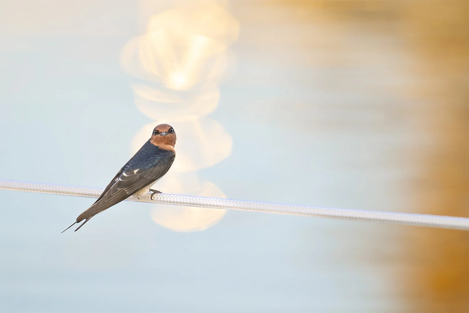 Welcome Swallow