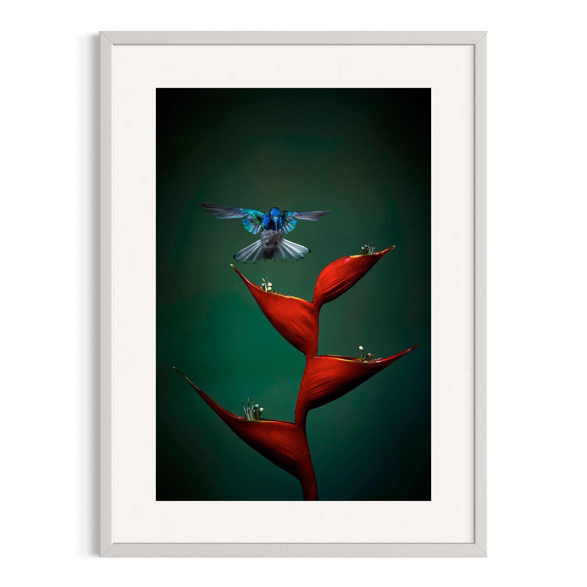 Flight Perfection by John Wiseman shown in a white frame, a signed limited-edition fine art photography print from IRID Gallery