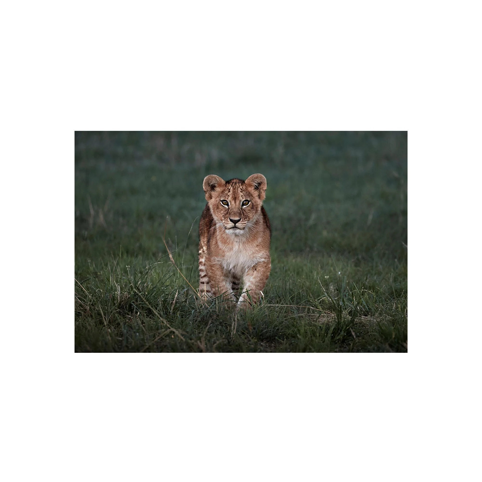 Determined Steps by John Wiseman, a signed limited-edition fine art photography print from IRID Gallery