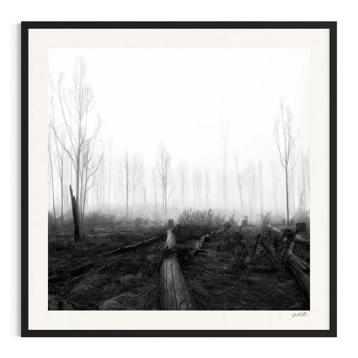 Forest of Ghosts by Dani Watson shown in a black frame, a signed limited-edition fine art photography print from IRID Gallery