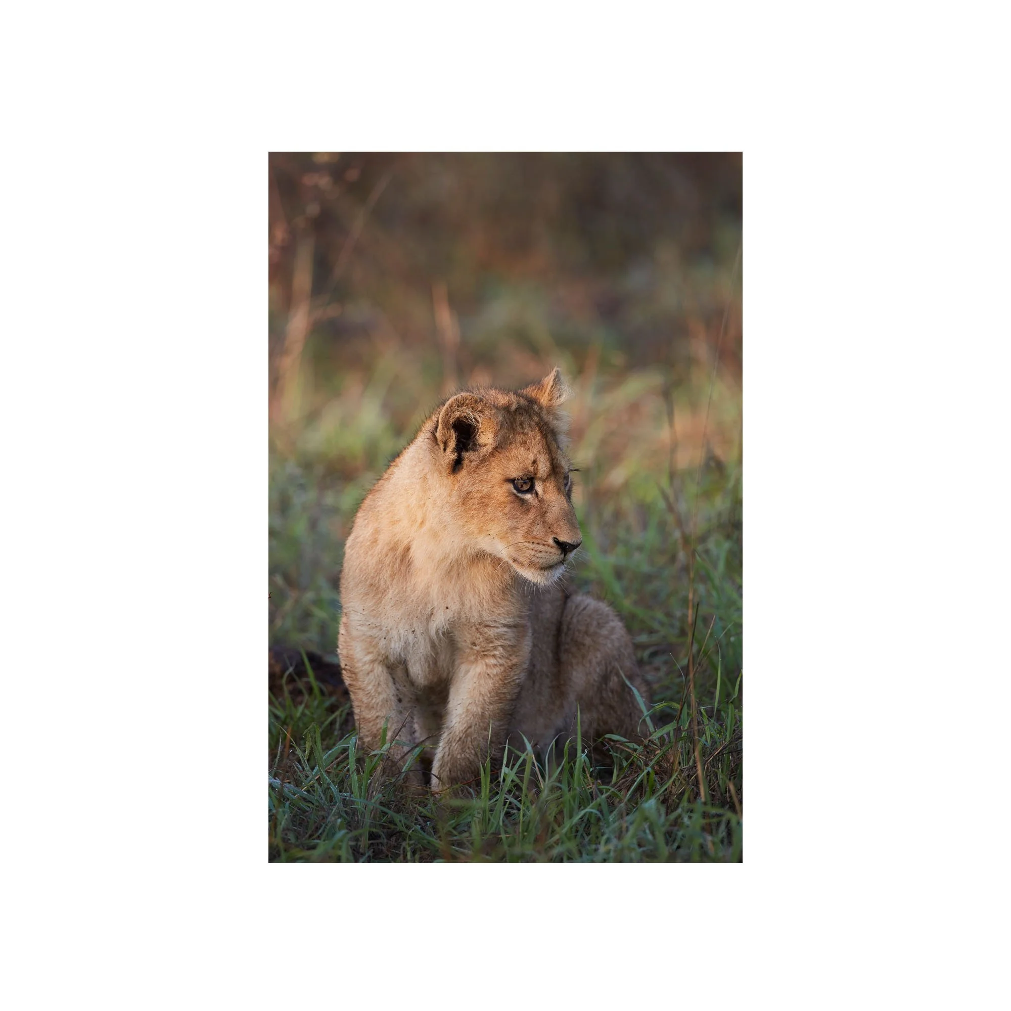 Little Guardian by John Wiseman, a signed limited-edition fine art photography print from IRID Gallery