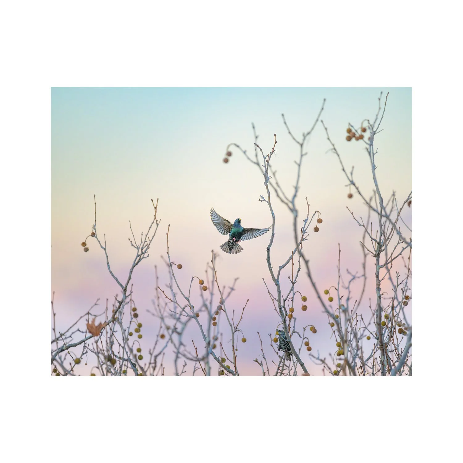 Weekend “Common Starling” by Gianluca Carretta, a signed limited-edition fine art photography print from IRID Gallery