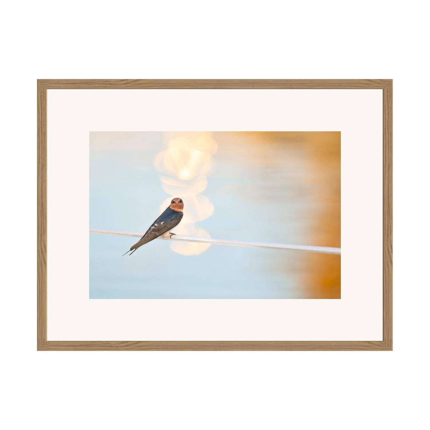 Golden Hour Sentinel "Welcome Swallow" by Gianluca Carretta shown framed, a signed limited-edition fine art photography print from IRID Gallery