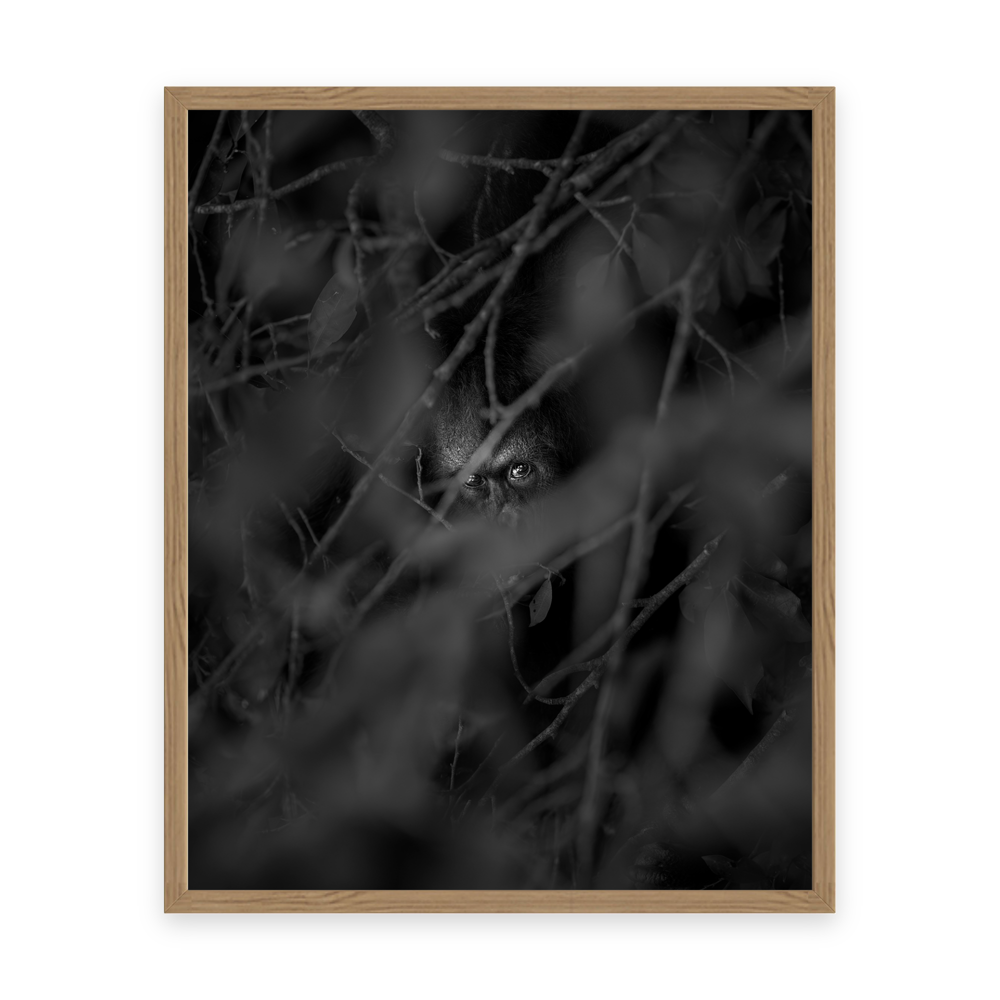 Resilience “Bornean Orangutan” by Gianluca Carretta shown framed, a signed limited-edition fine art photography print from IRID Gallery