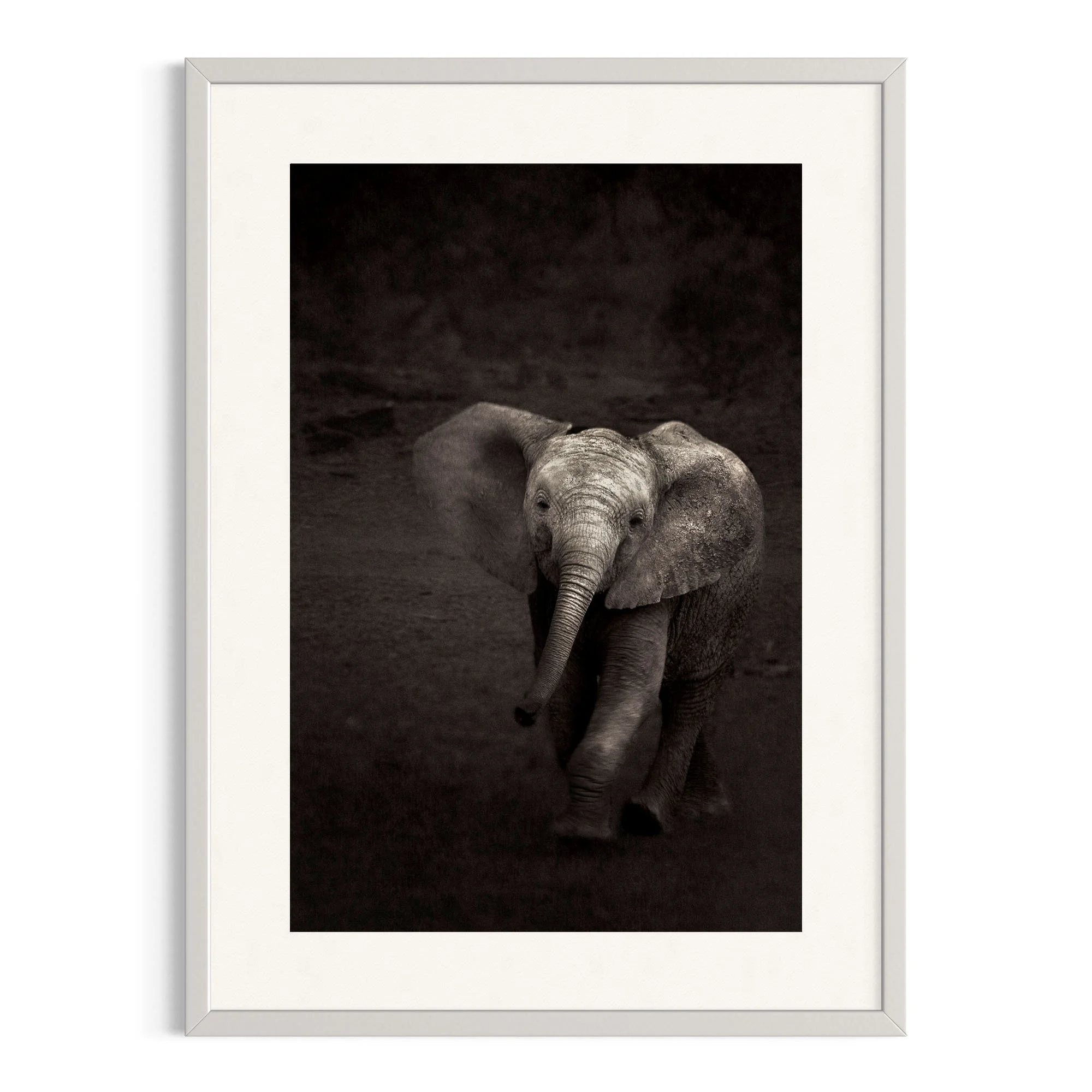 Elephant Calf by John Wiseman shown in a white frame, a signed limited-edition fine art photography print from IRID Gallery