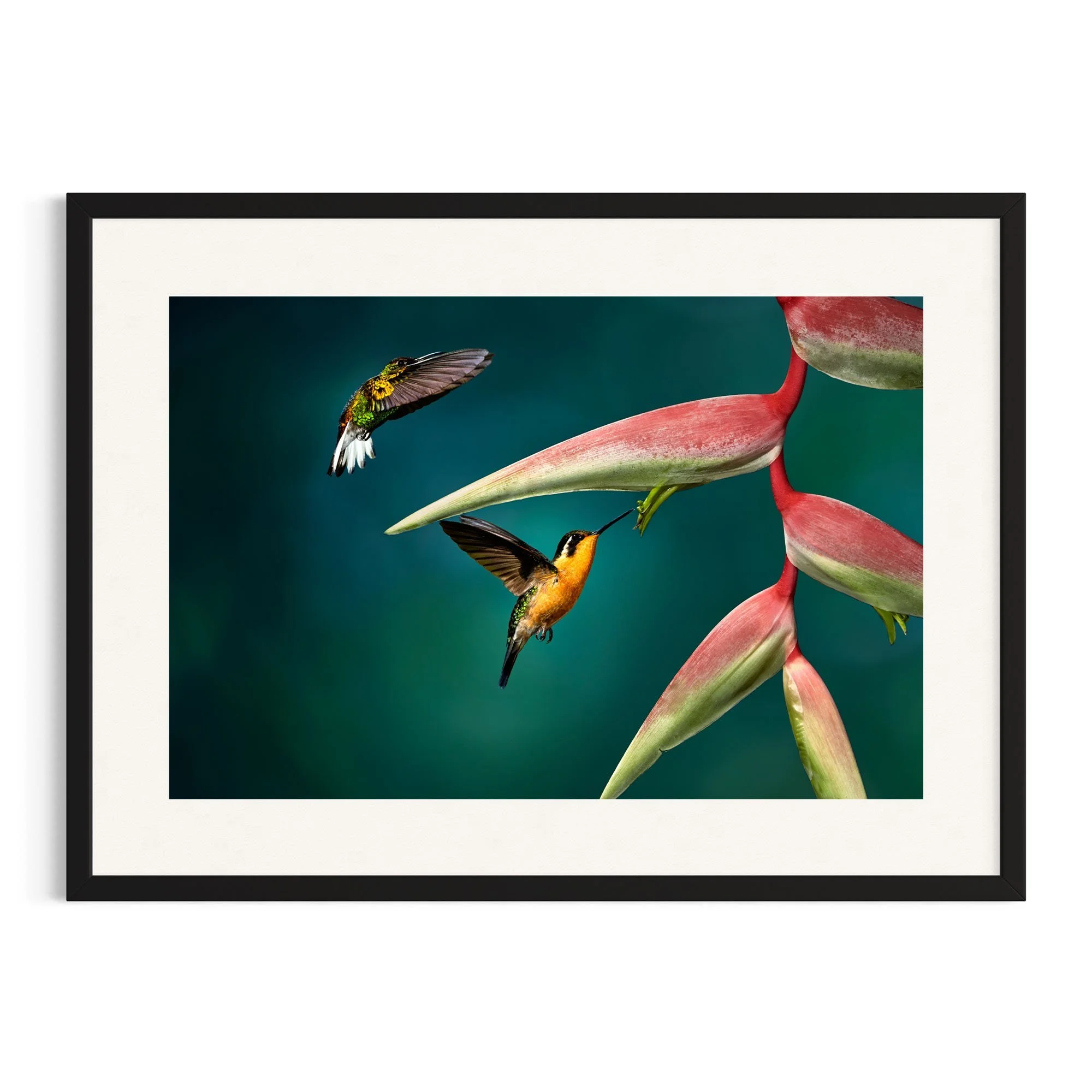 Double Trouble by John Wiseman shown in a black frame, a signed limited-edition fine art photography print from IRID Gallery