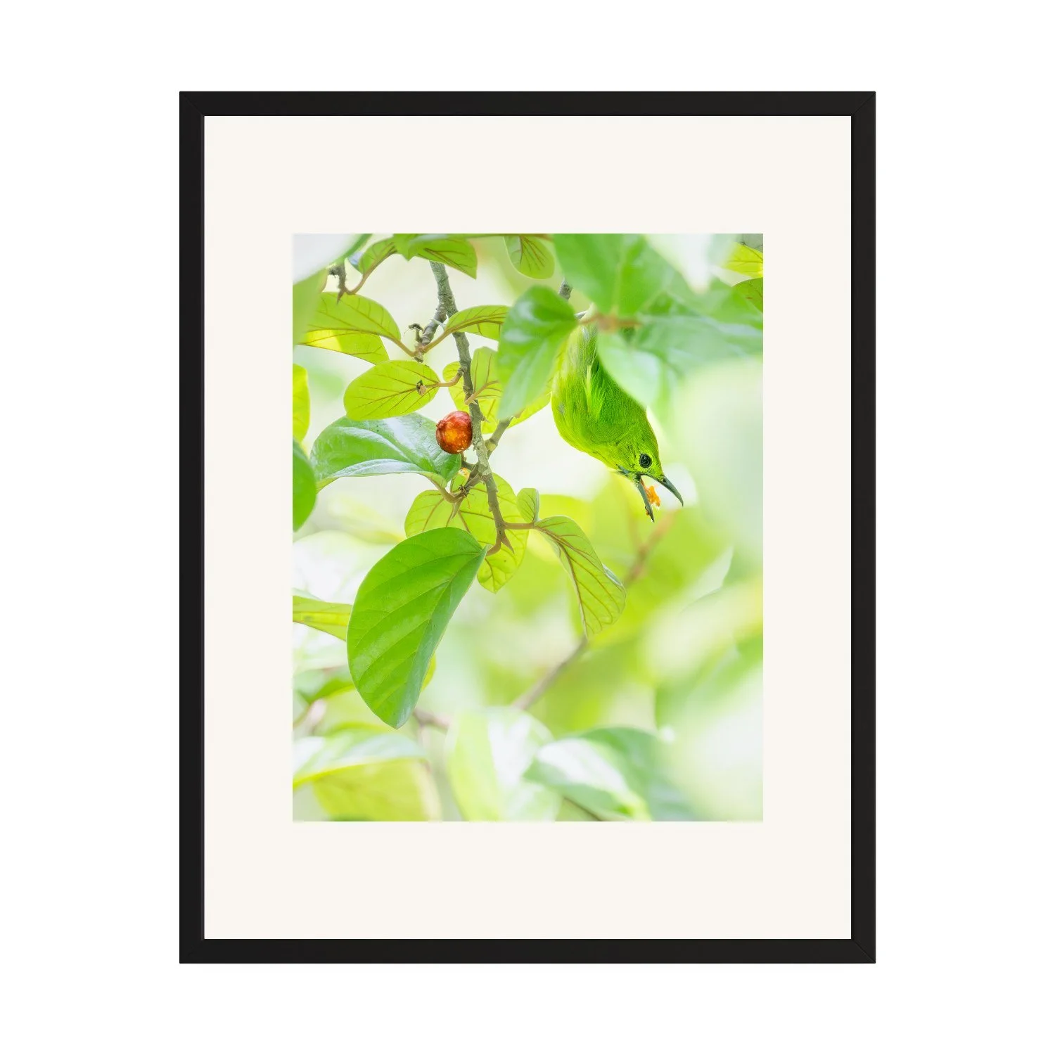 Camouflage "Lesser Green Leafbird" by Gianluca Carretta shown framed, a signed limited-edition fine art photography print from IRID Gallery
