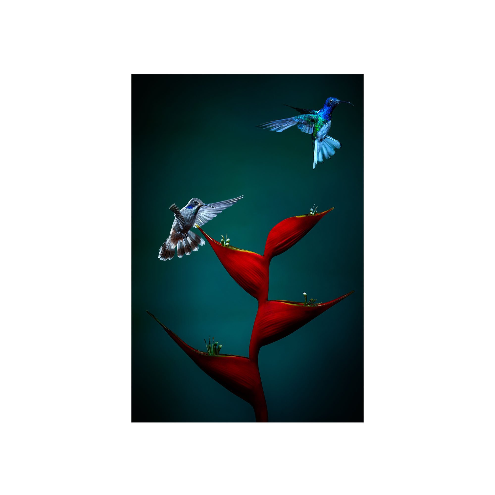 Beauty in Flight by John Wiseman, a signed limited-edition fine art photography print from IRID Gallery