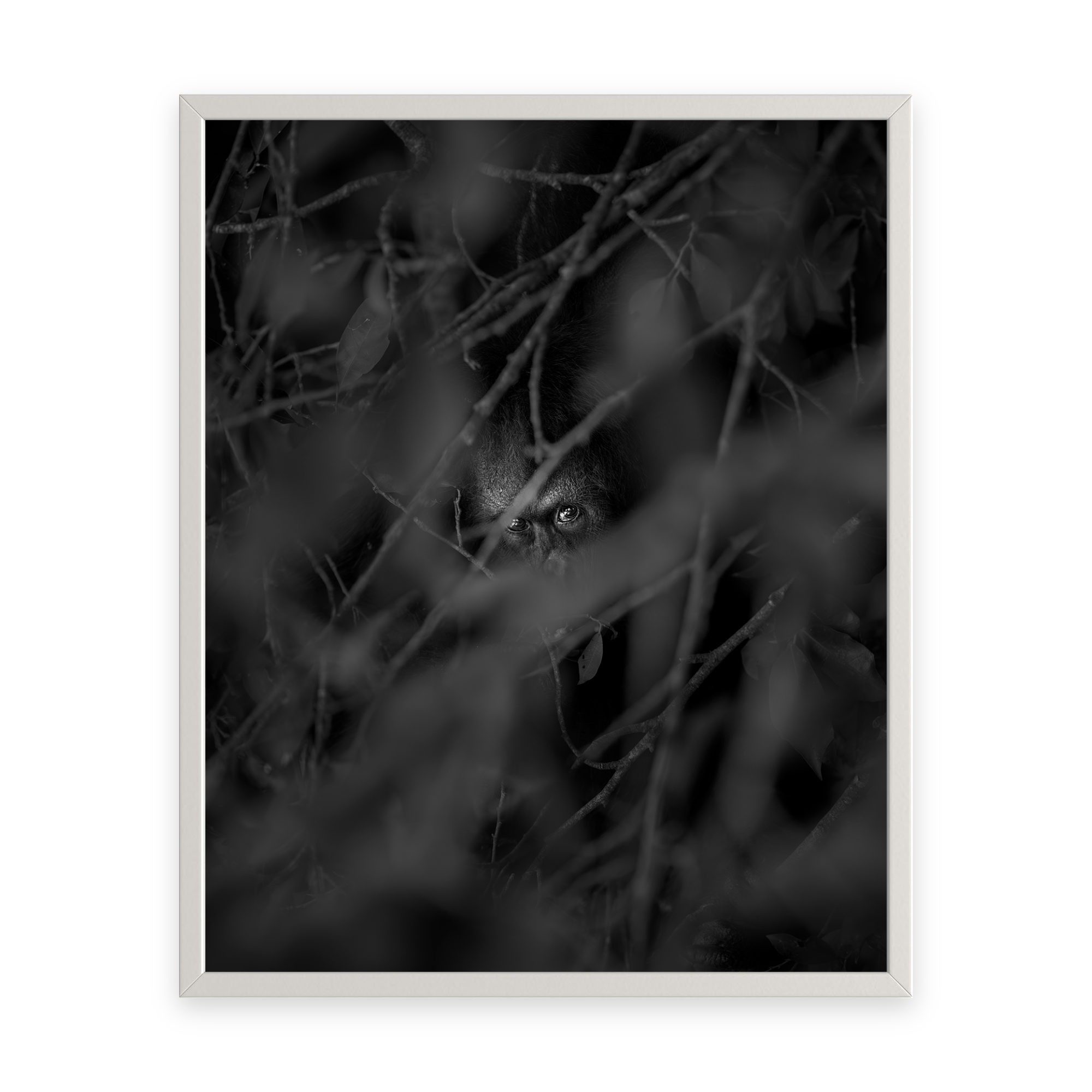 Resilience “Bornean Orangutan” by Gianluca Carretta shown framed, a signed limited-edition fine art photography print from IRID Gallery