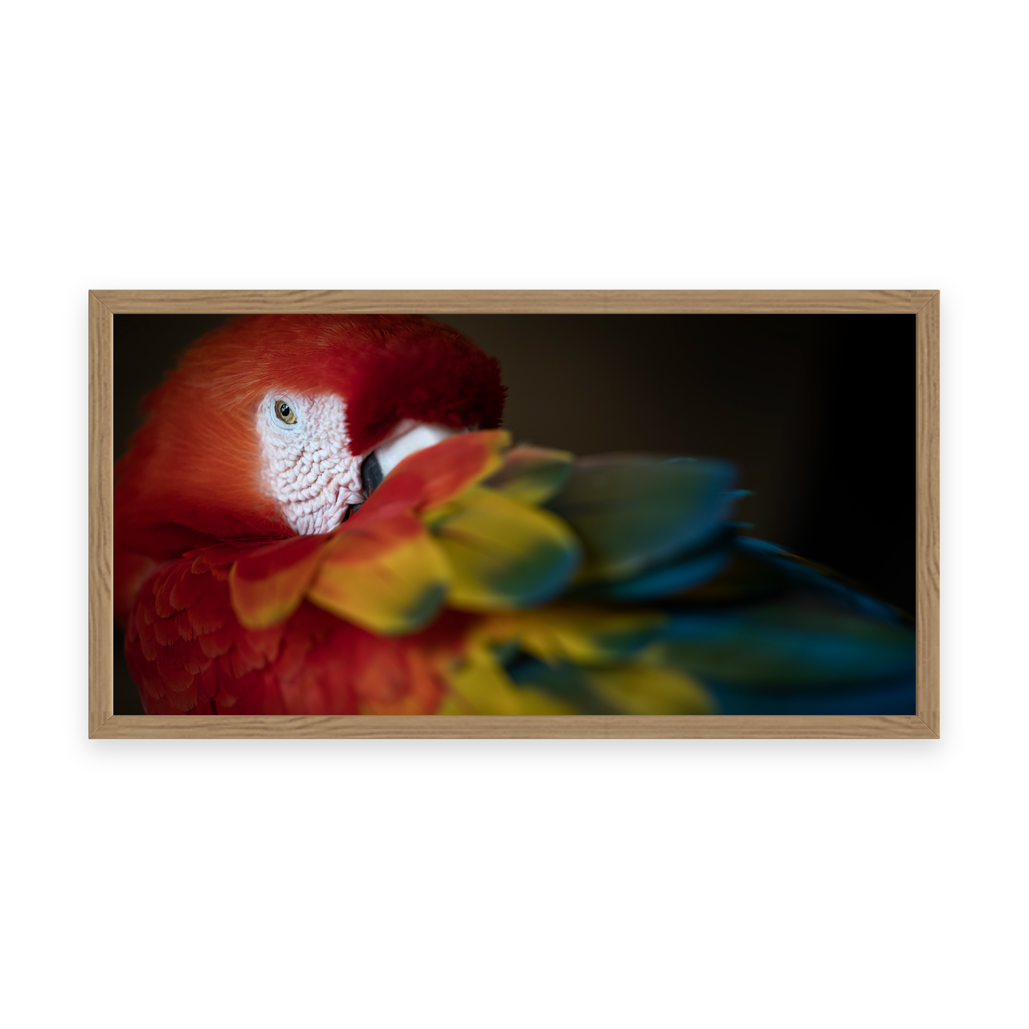 Elegance “Scarlet Macaw” by Gianluca Carretta shown framed, a signed limited-edition fine art photography print from IRID Gallery