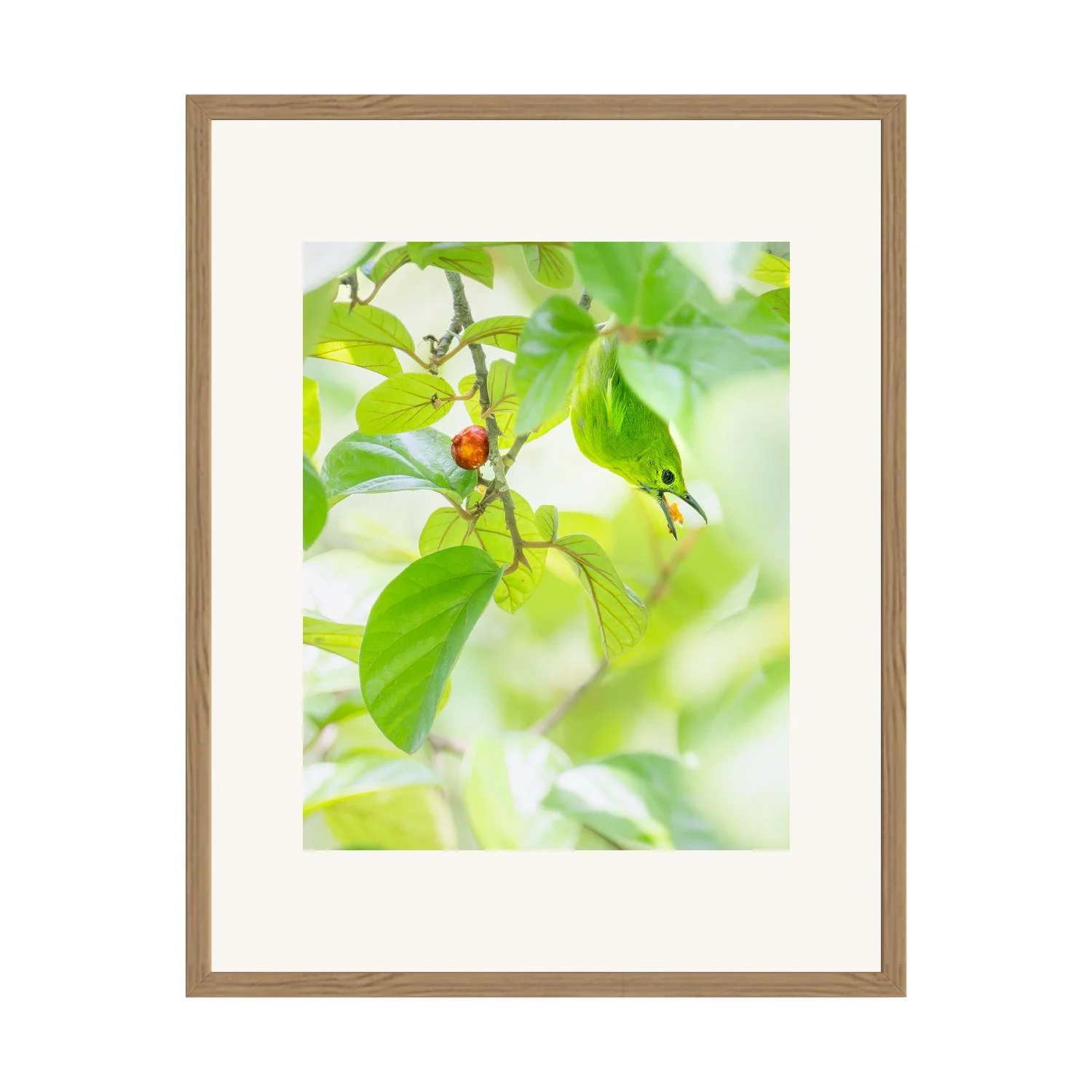 Camouflage "Lesser Green Leafbird" by Gianluca Carretta shown framed, a signed limited-edition fine art photography print from IRID Gallery