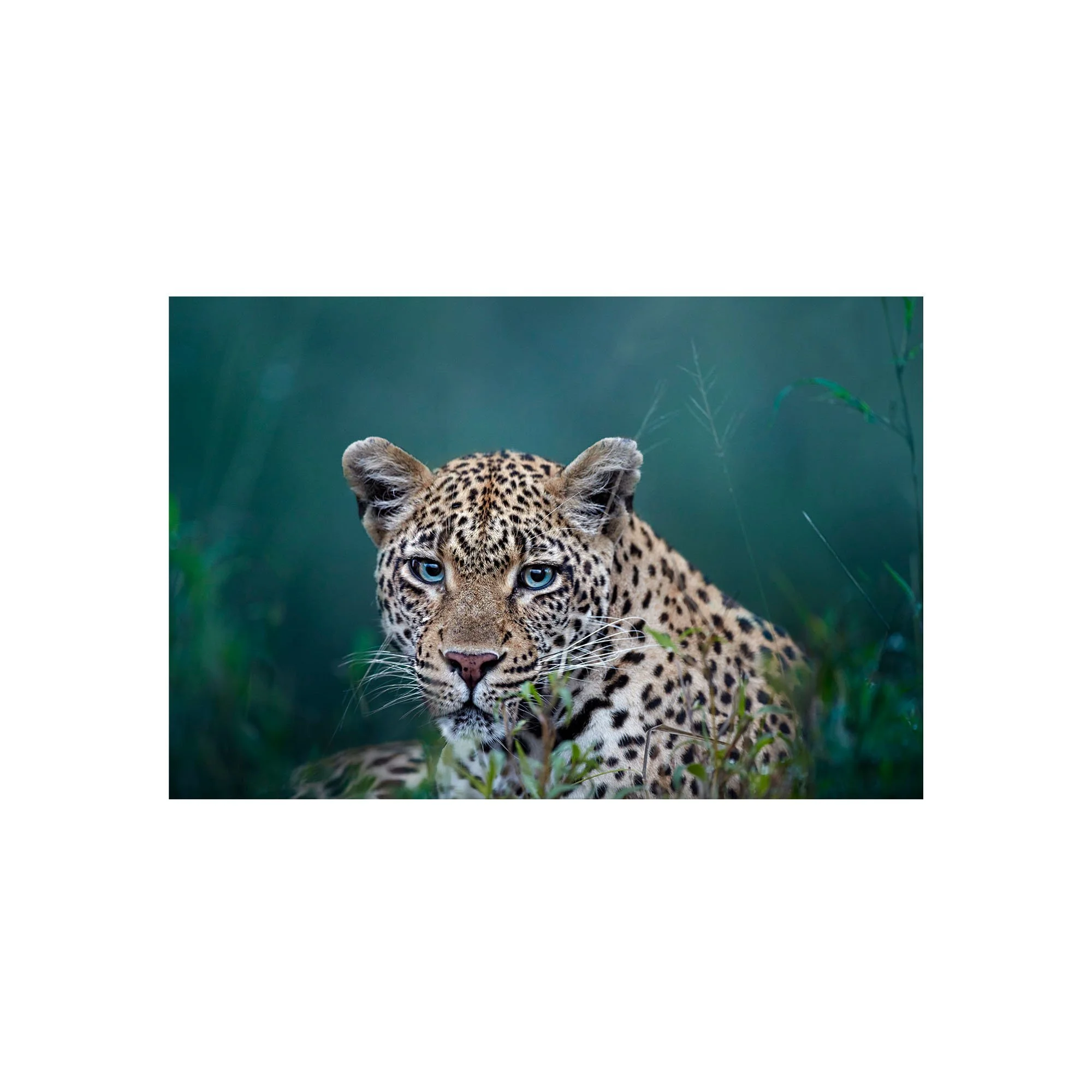 Ol' Blue Eyes by John Wiseman, a signed limited-edition fine art photography print from IRID Gallery