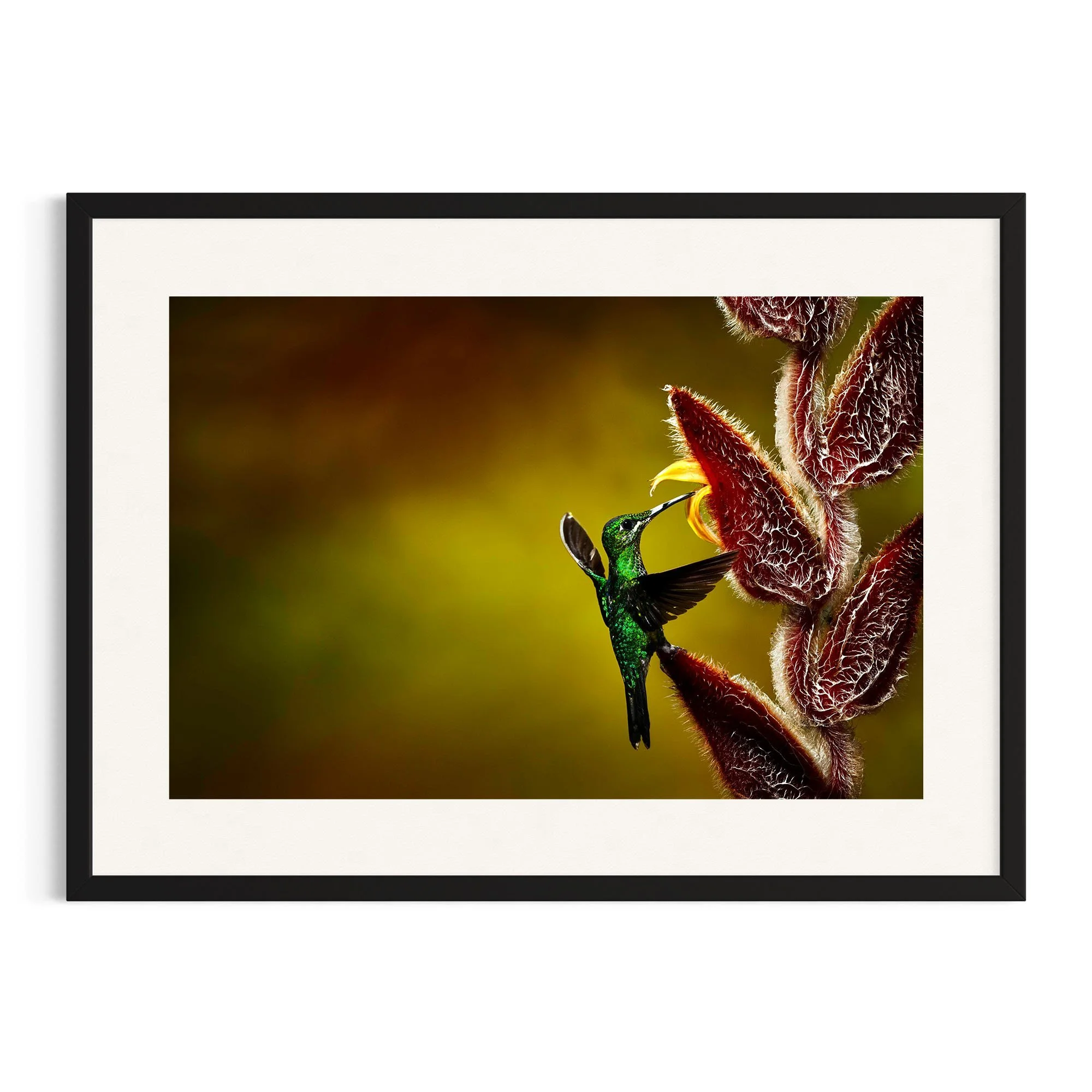 Emerald Dancer by John Wiseman shown in a black frame, a signed limited-edition fine art photography print from IRID Gallery