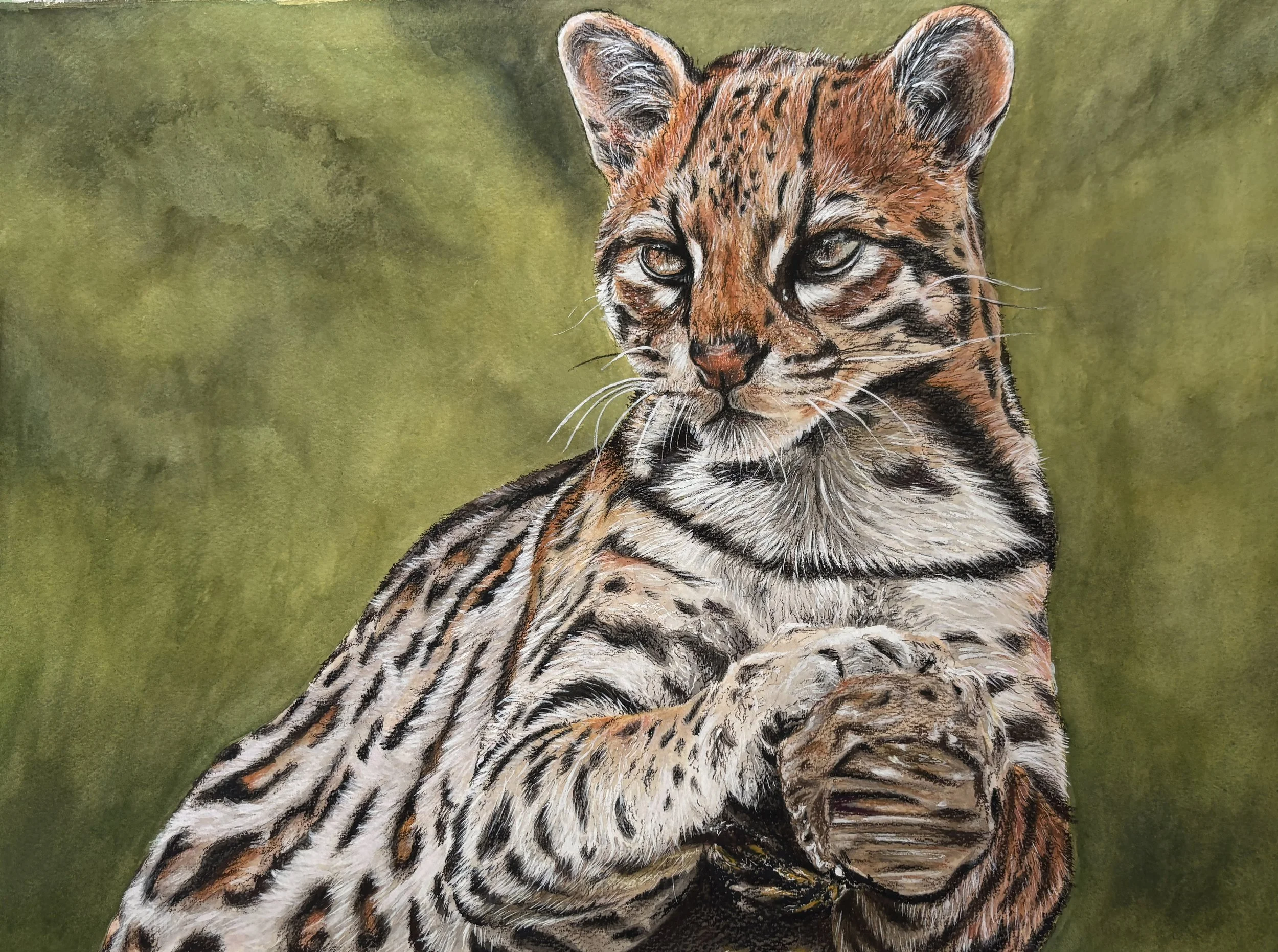  "Ocelot"   
Medium: Watercolor and Colored Pencil  