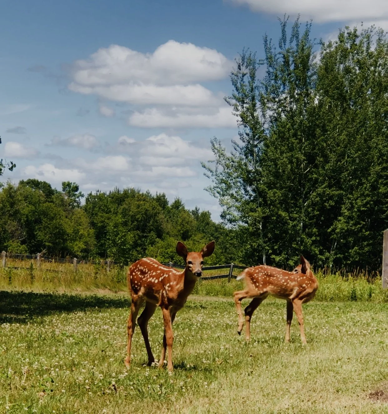 Fawns.jpg