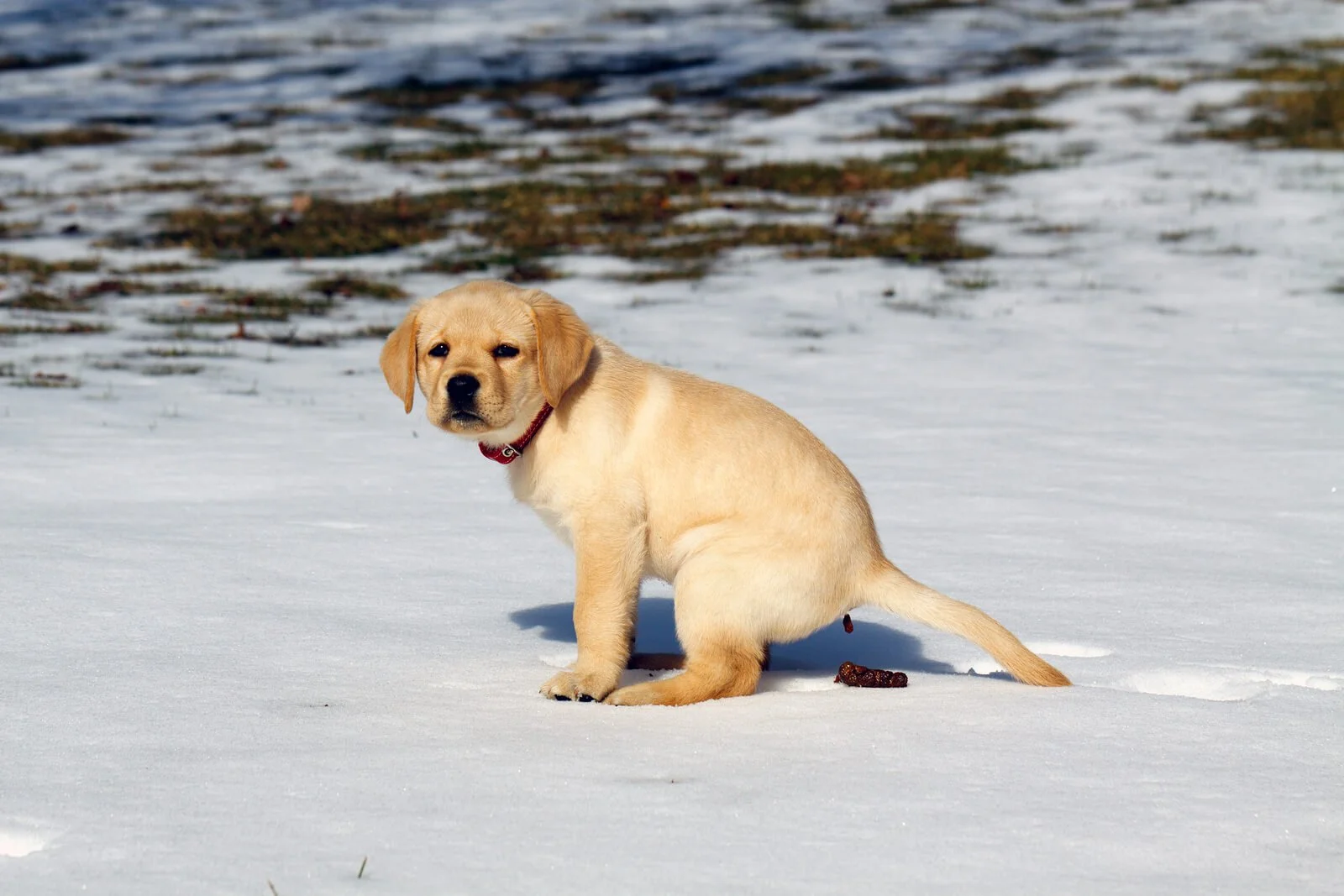 A yellow Labrador Retriever puppy sitting on snow with a red collar.