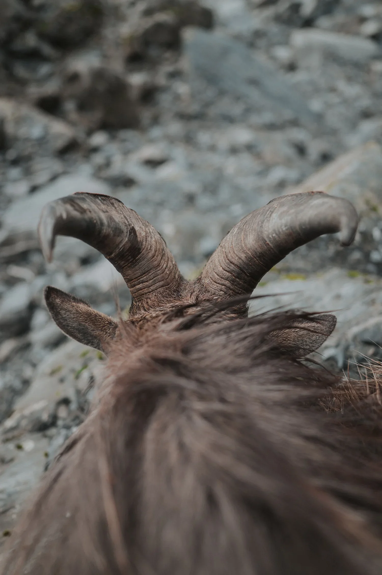 Bull Tahr
