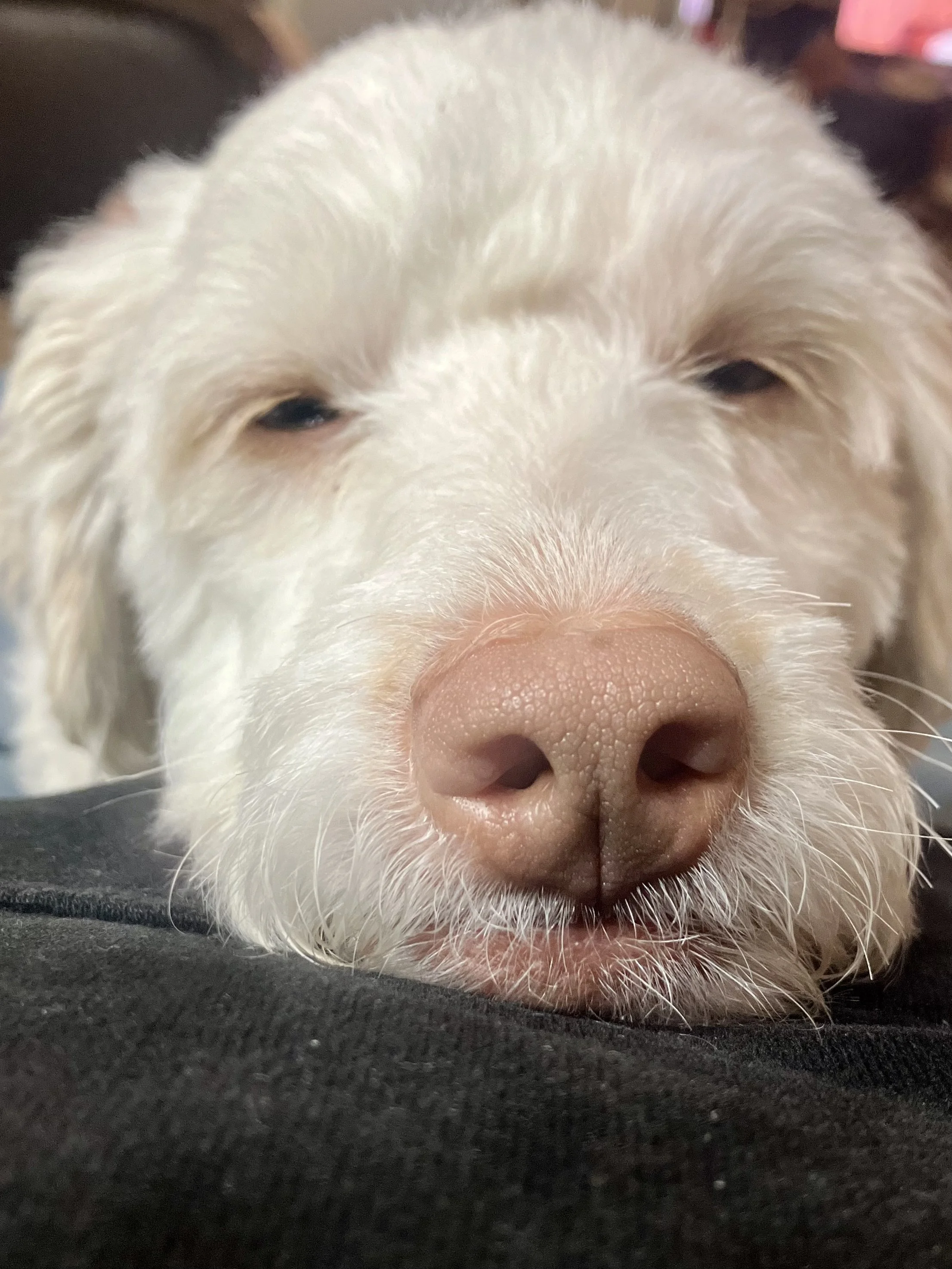 Close-up of a cream-colored puppy with a pink nose resting its head on a black surface.