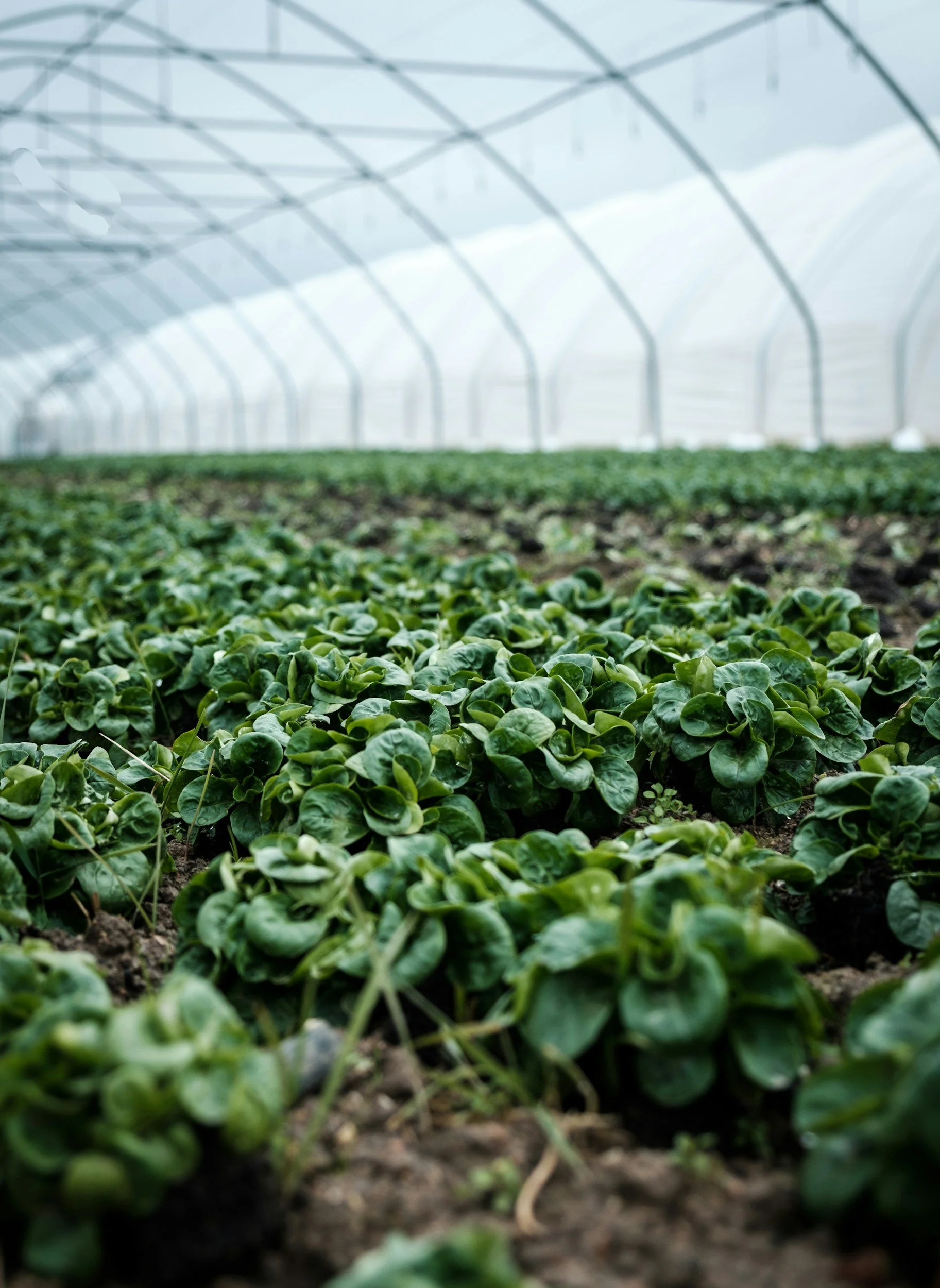 Green leafy plants growing inside a large greenhouse with a curved ceiling.