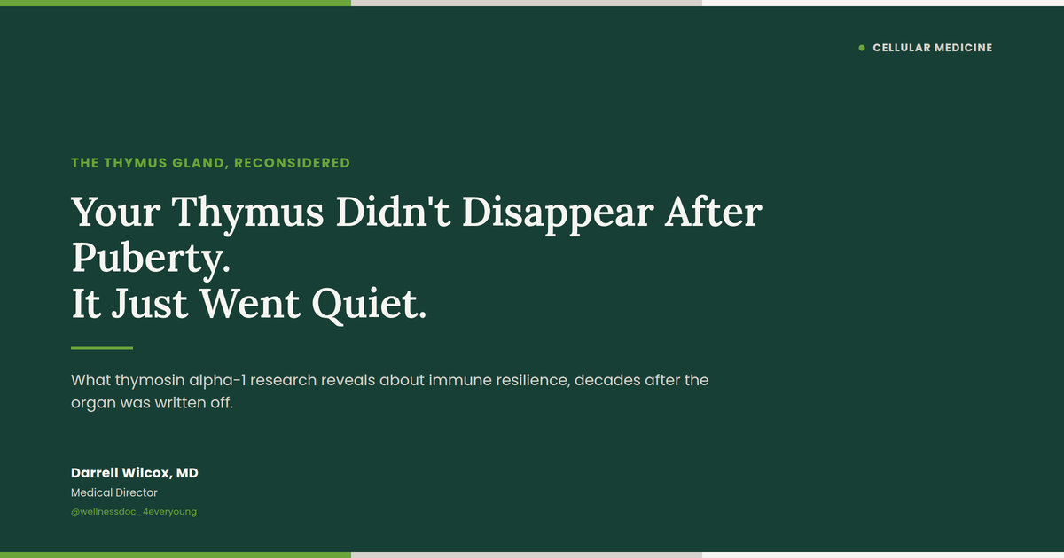 Your Thymus Didn't Disappear After Puberty. It Just Went Quiet.