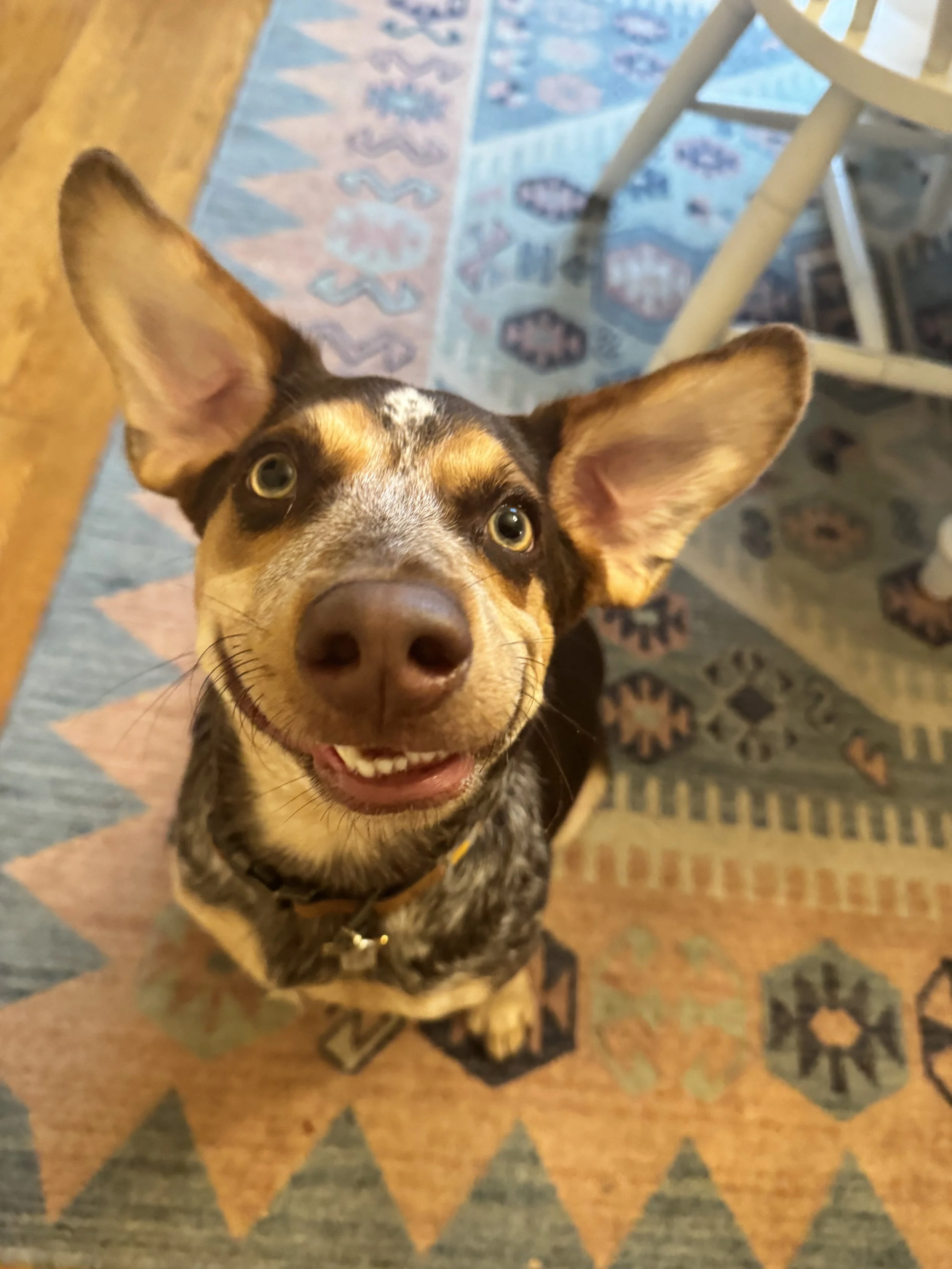 A happy dog with large ears sitting on a patterned rug, looking up at the camera.