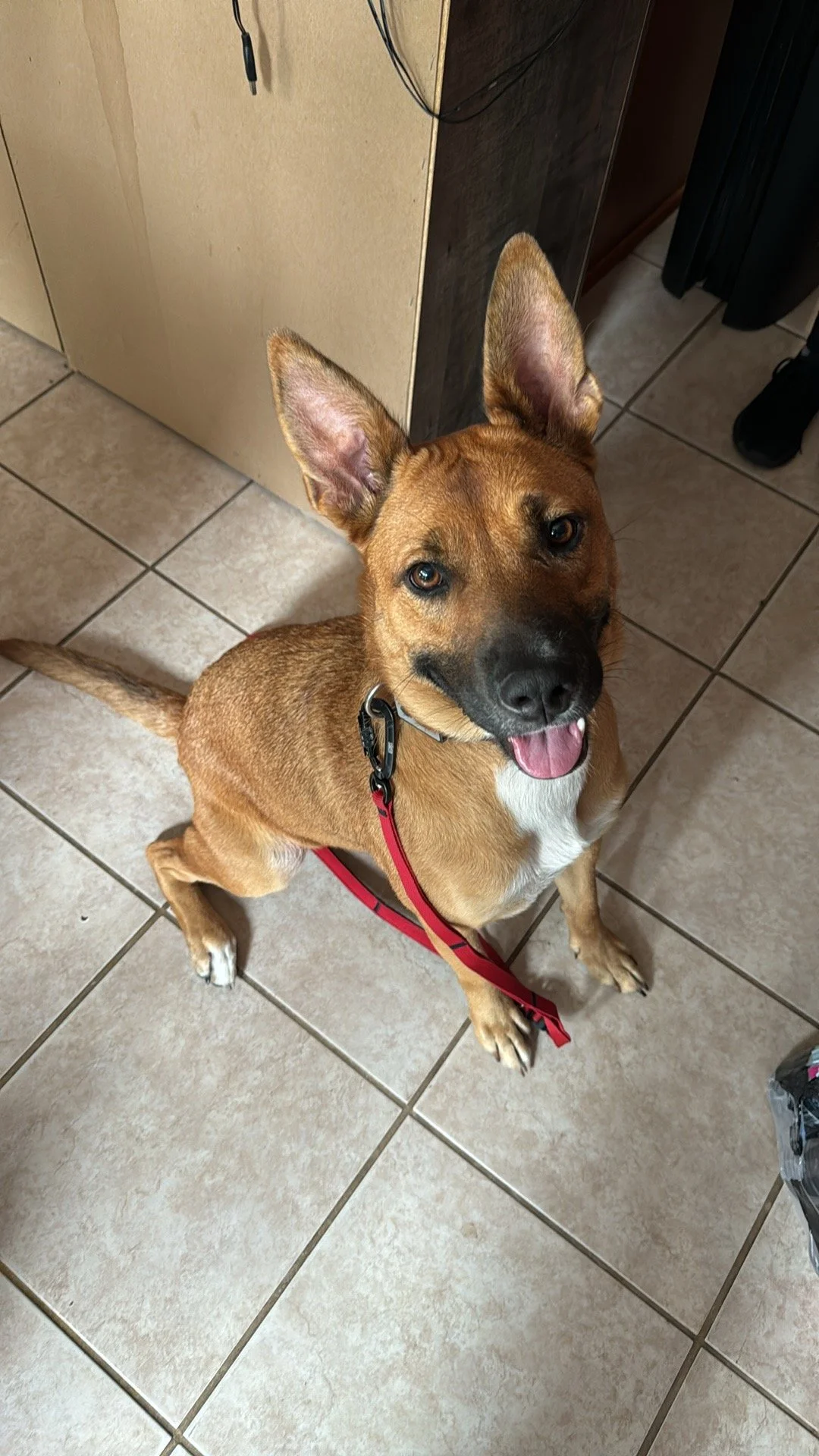 Smiling dog with upright ears sitting on tiled floor, looking up at the camera, with a black collar and red leash.