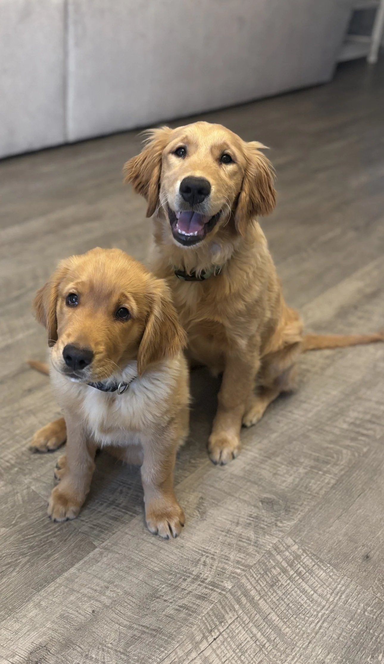 Two adorable golden retriever puppies sitting on a wooden floor with a gray couch in the background.