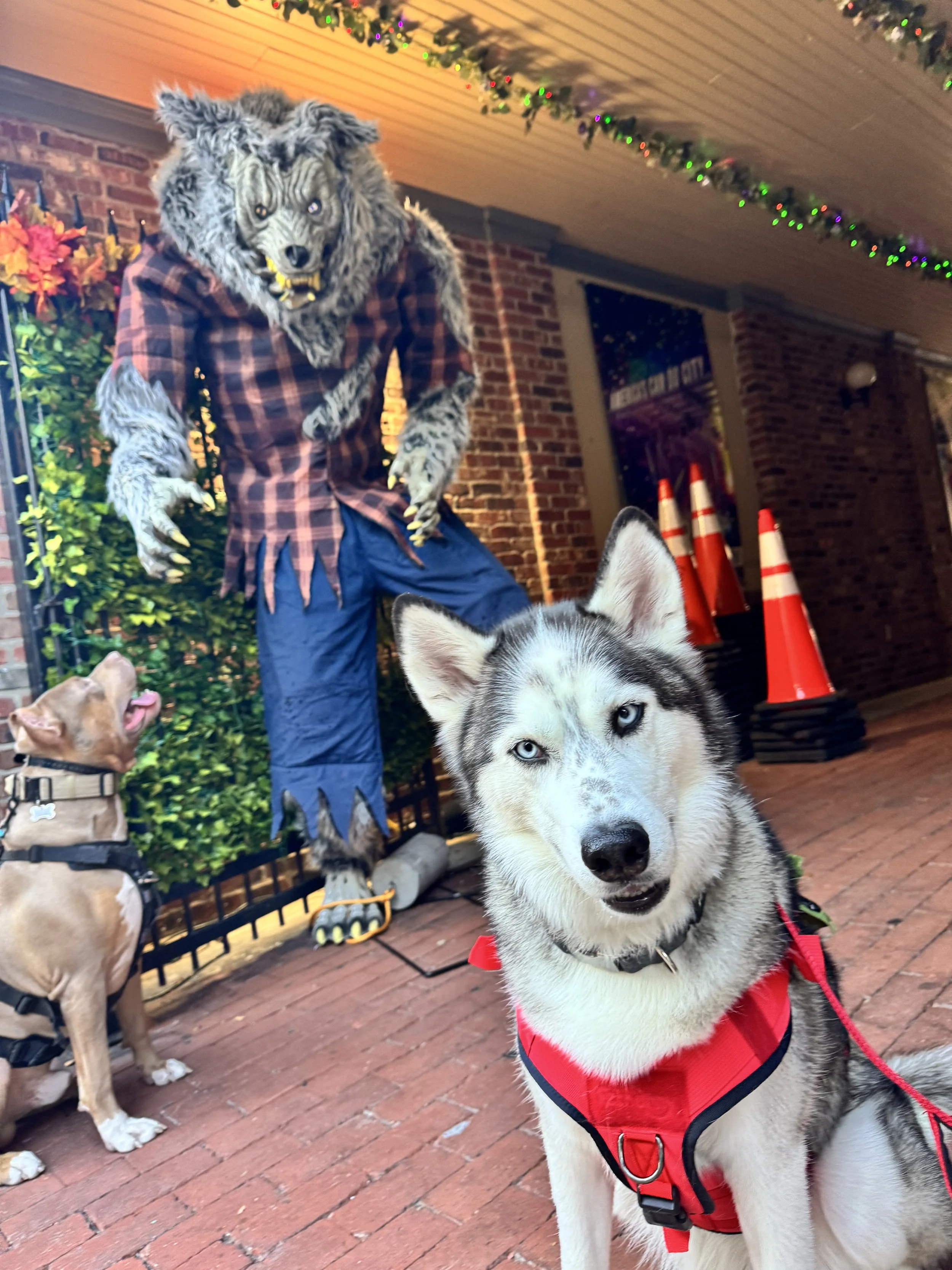 A Husky dog wearing a red harness sitting on a brick sidewalk, with a wolf costume figure behind it and a tan dog looking up at a wolf statue.