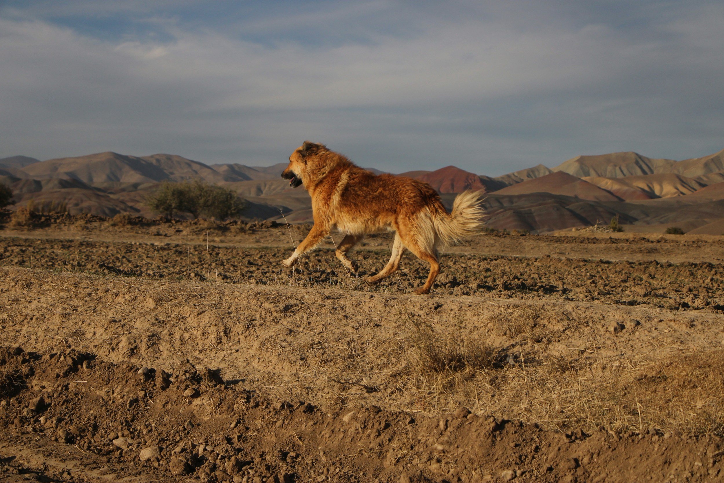 A dog running in a barren, desert-like landscape with mountains in the background during daytime.