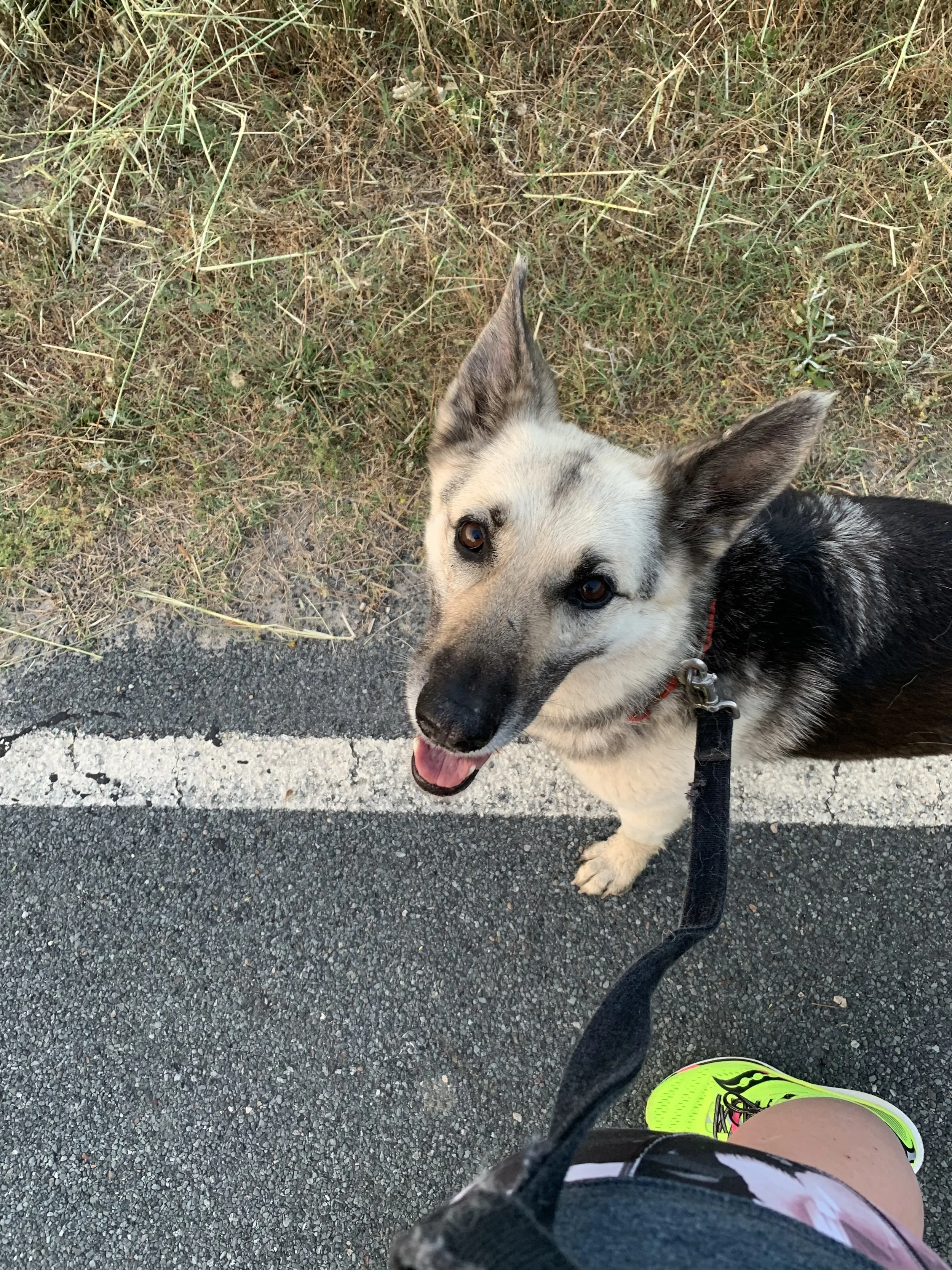 A happy dog looking up at the camera while on a walk, standing on a paved path with grass on the side, wearing a collar and leash, with a person's leg and neon yellow shoe visible in the foreground.