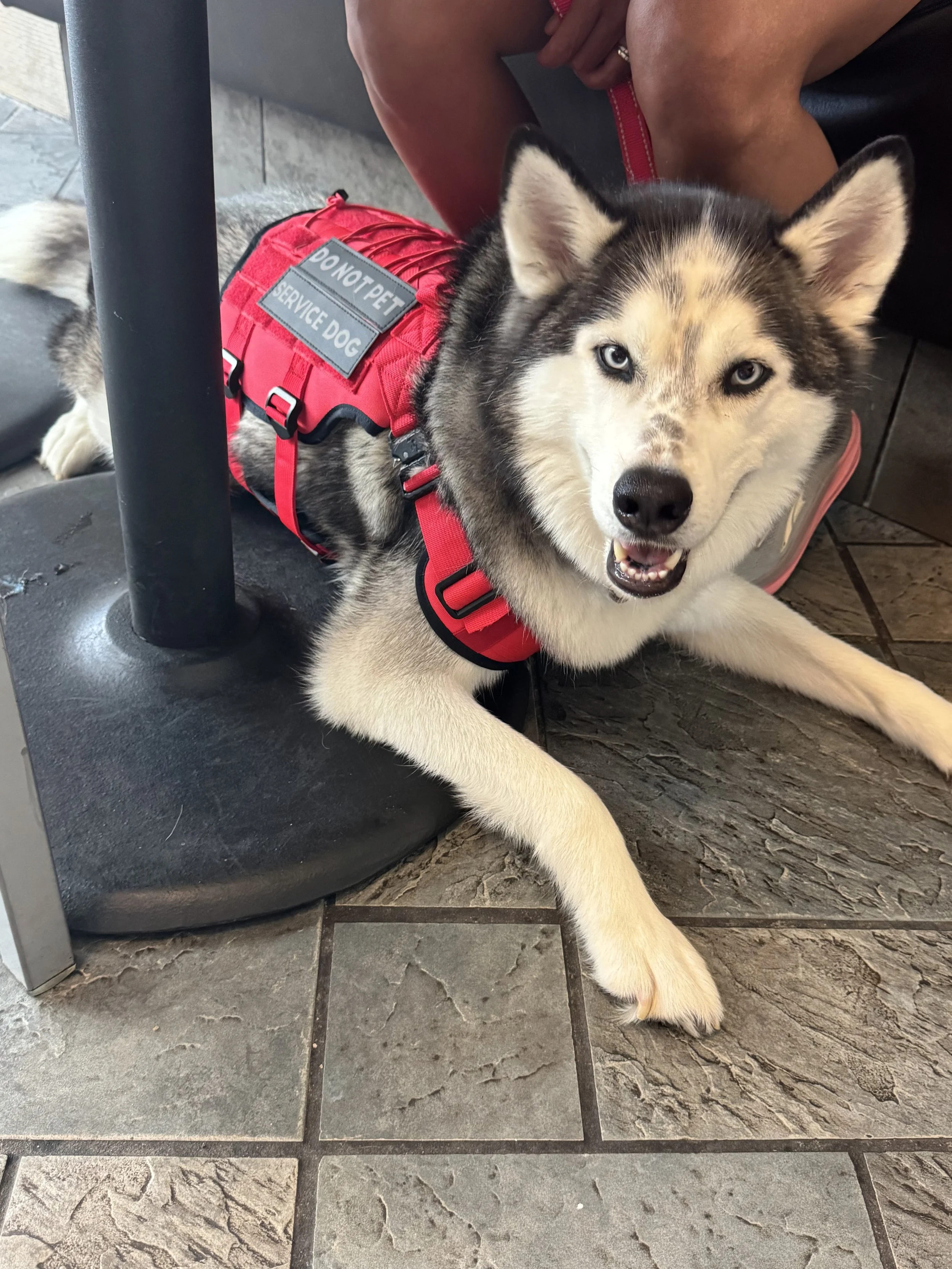 A Siberian Husky lying on the floor, wearing a red service dog vest that says "Do Not Pet, Service Dog." The dog has blue eyes and a friendly expression.
