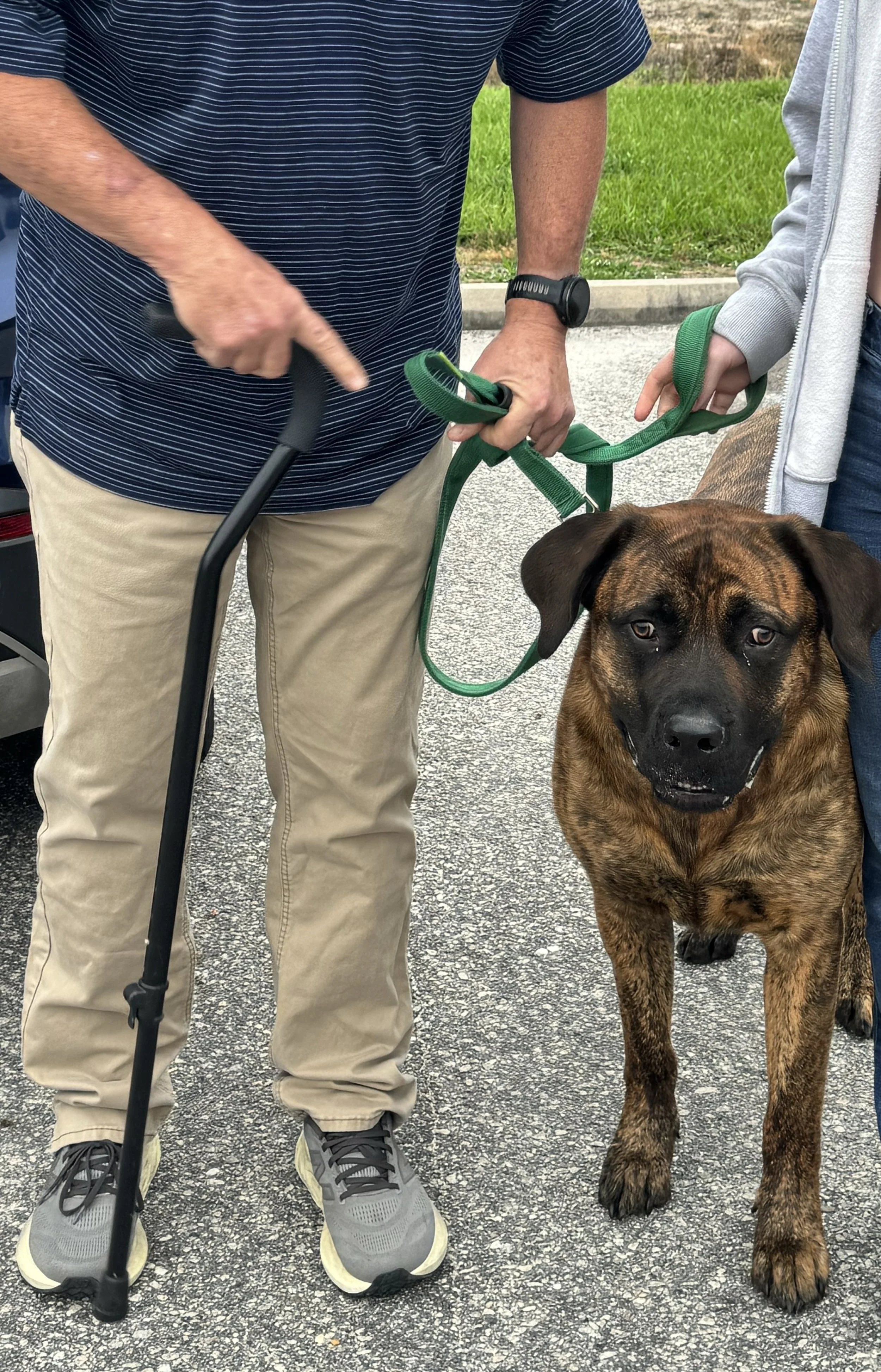 A person with a cane and another person holding a green leash, walking a brown brindle dog on a sidewalk with grass in the background.