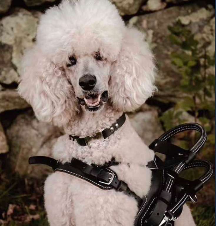Mobility Assistance Service Dog