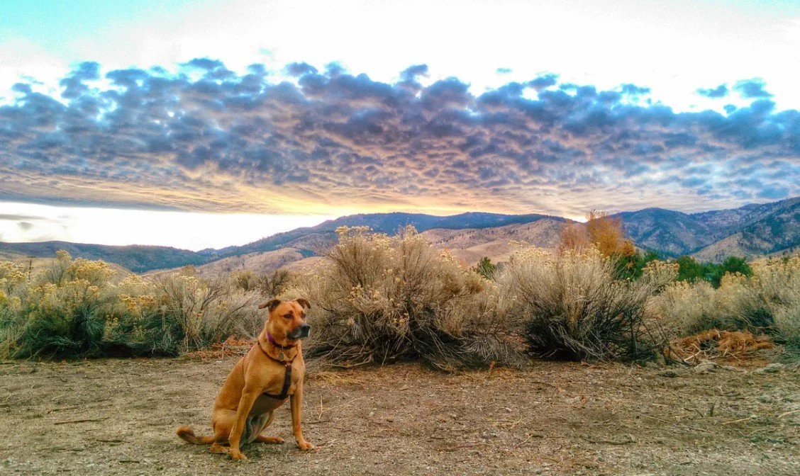 A brown dog sitting on dirt ground with desert bushes and mountains in the background under a cloudy sky during sunset or sunrise.