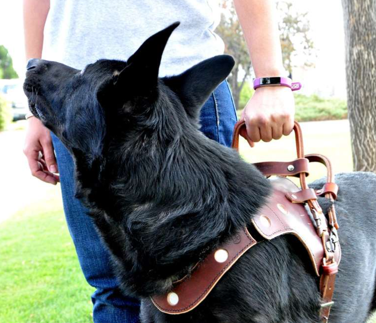 Dual Purpose Service Dog