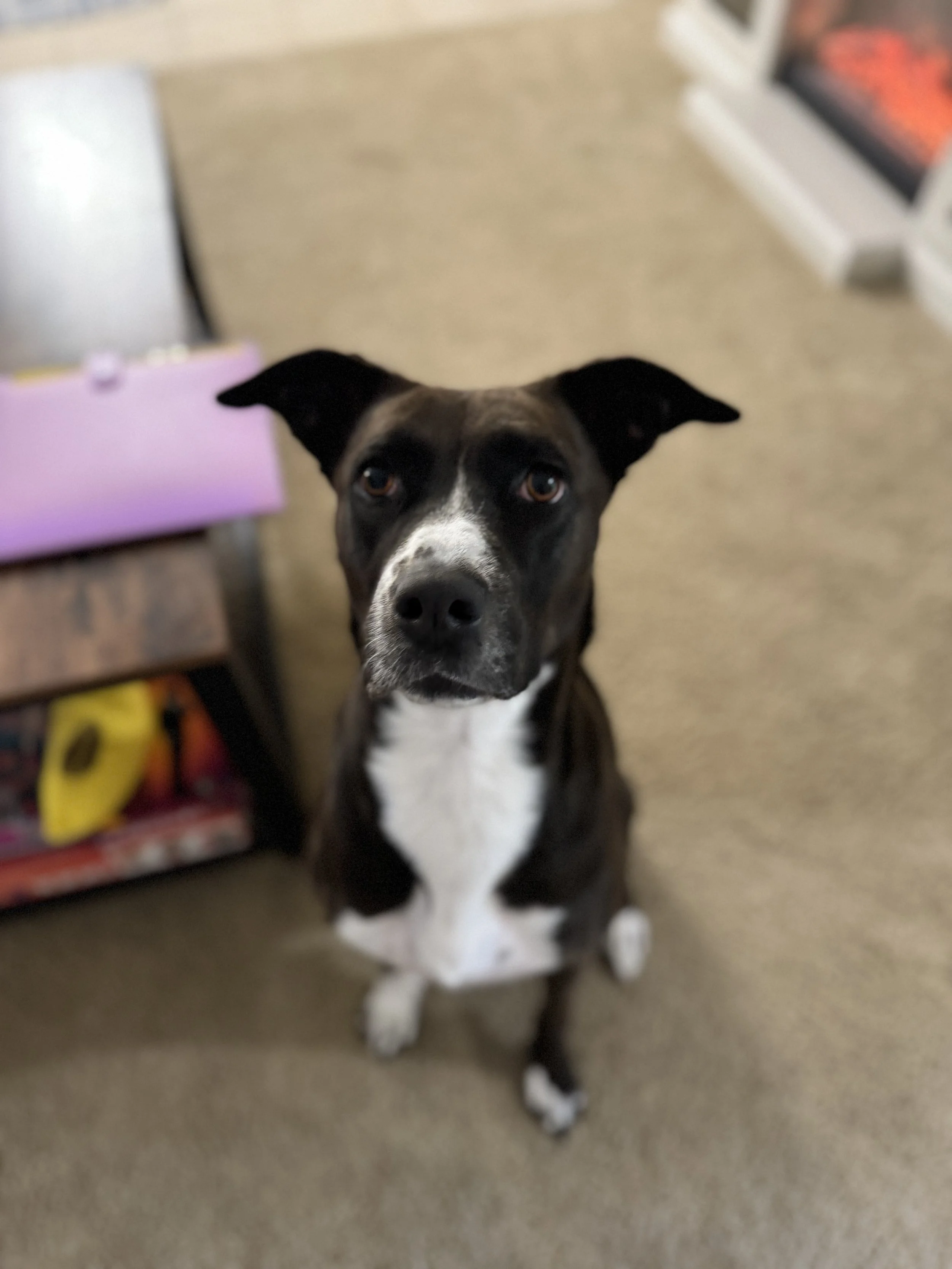 A black and white dog with a white chest and face, sitting on a tan carpet, looking up at the camera.