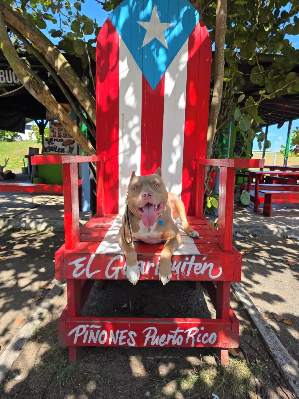 A happy brown dog with blue eyes lying on a red, white, and blue Puerto Rican flag-themed chair with a backrest resembling the Puerto Rican flag, in an outdoor setting with trees and benches around.